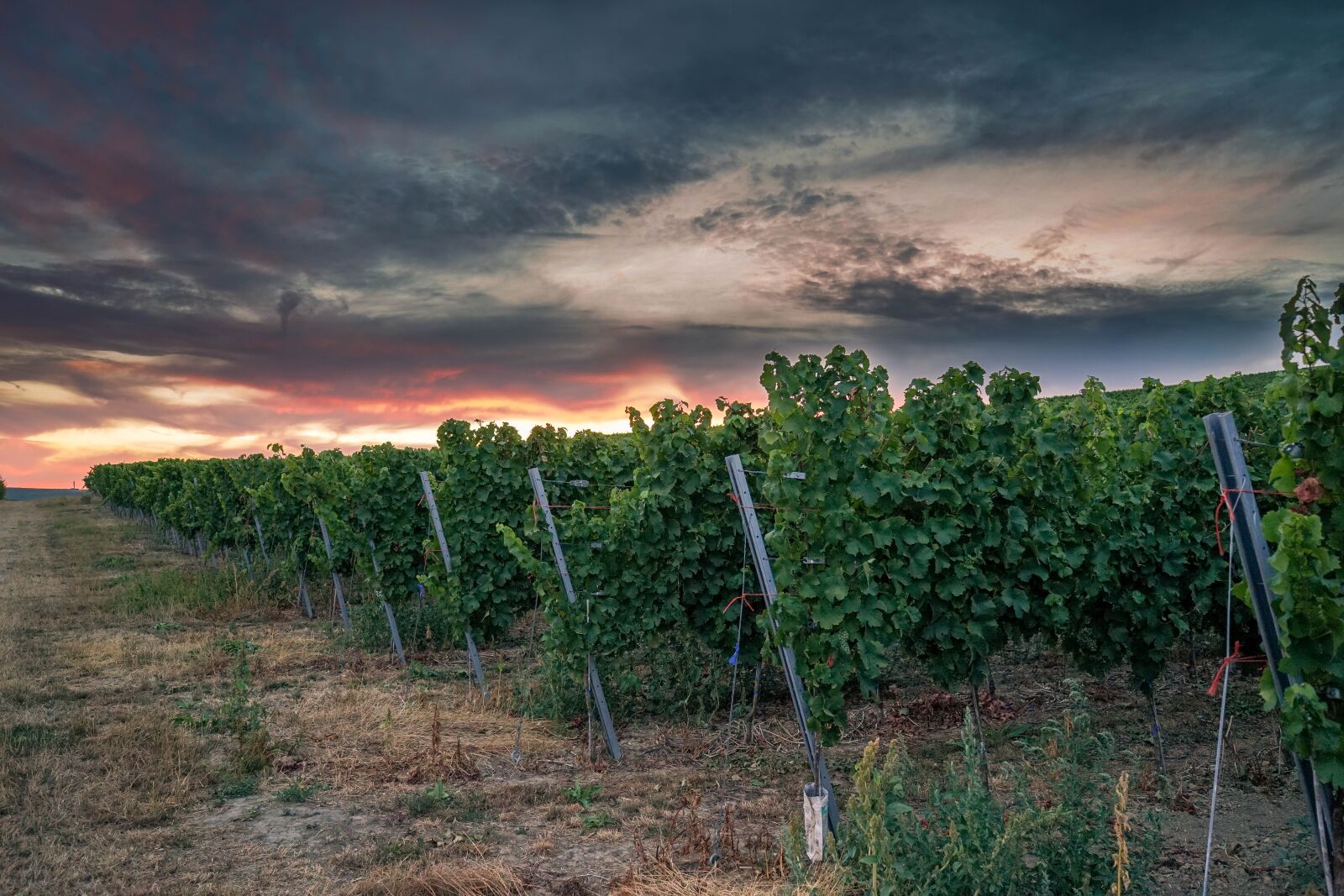 Sony a7 sample photo. Winegrowing, vineyard, sunset photography