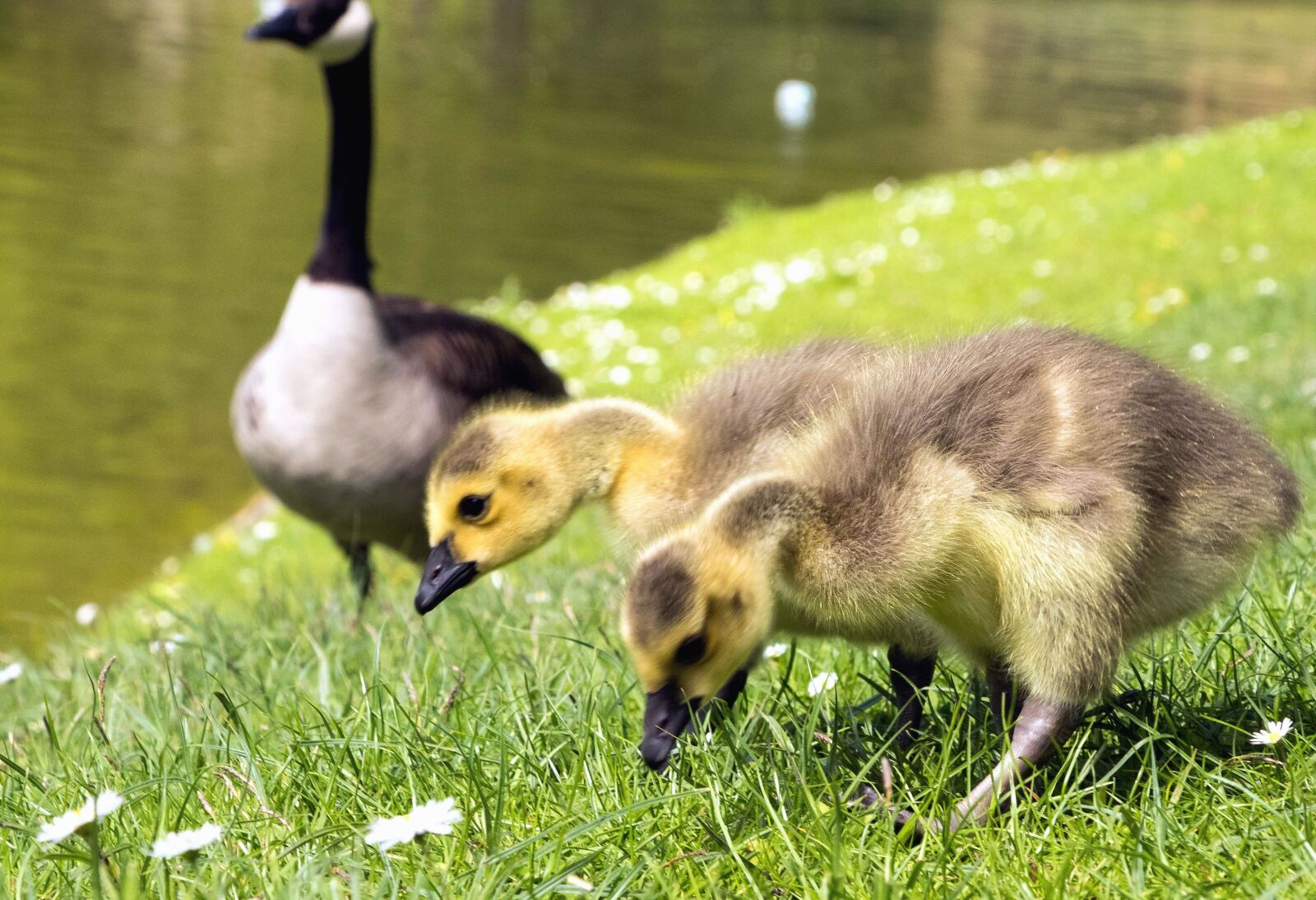 Canon EOS 80D sample photo. Goose, lake, ducks, grass photography