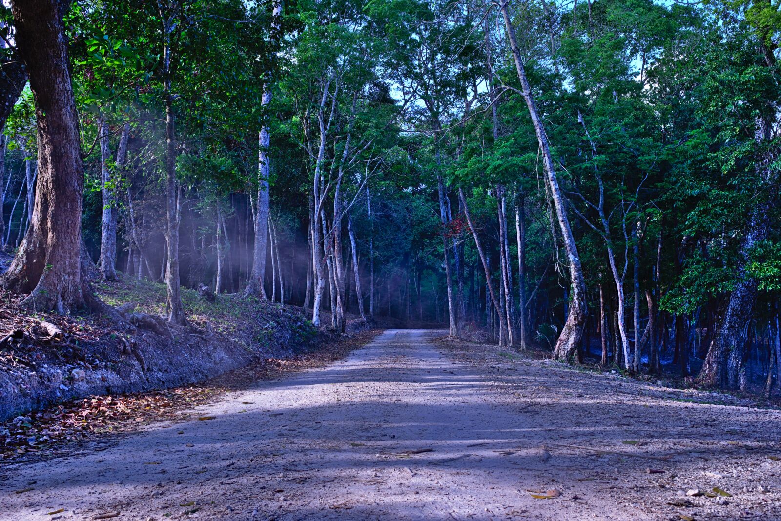 Nikon D7200 sample photo. Woods, spooky dirt road photography