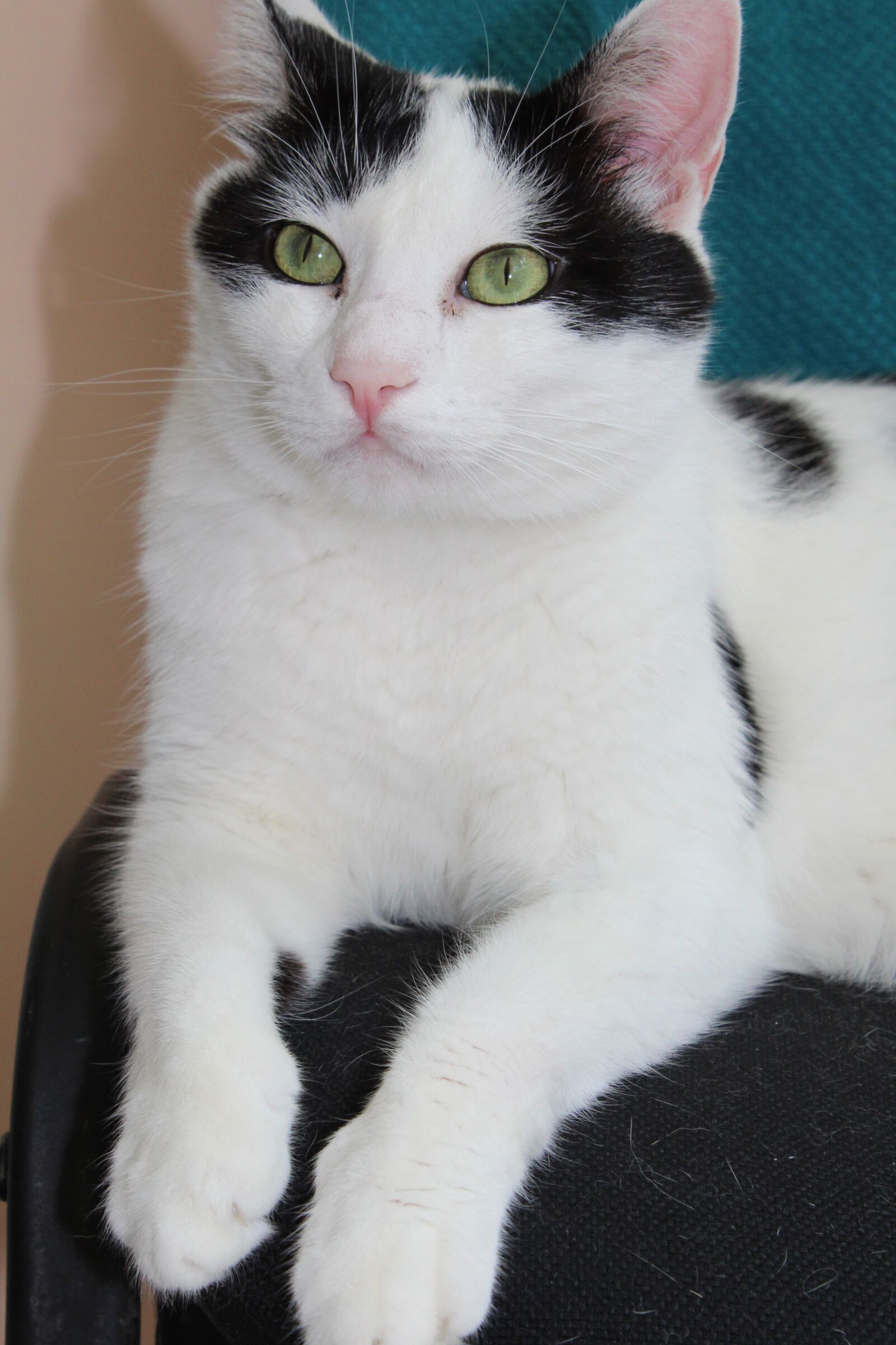 Canon EOS 1300D (EOS Rebel T6 / EOS Kiss X80) sample photo. Cat, pat, beautiful photography