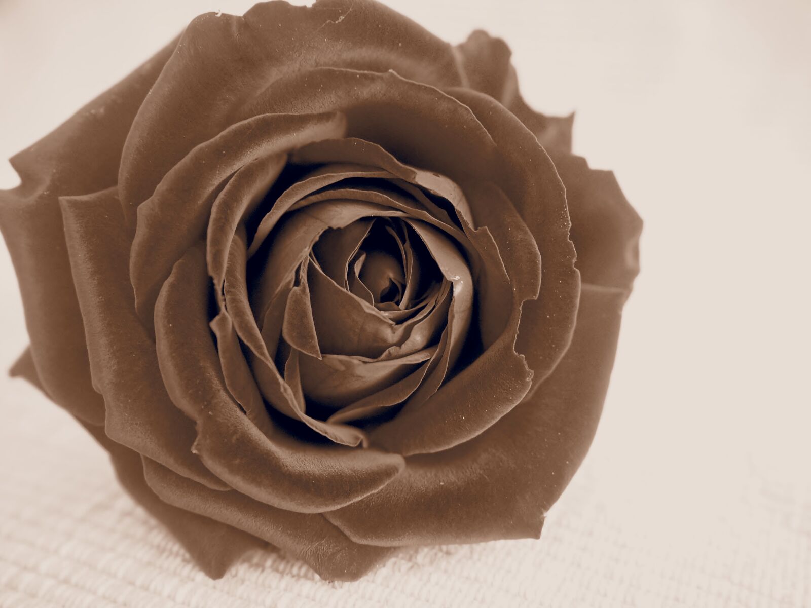 Olympus OM-D E-M10 sample photo. Retro, rose, rose bloom photography