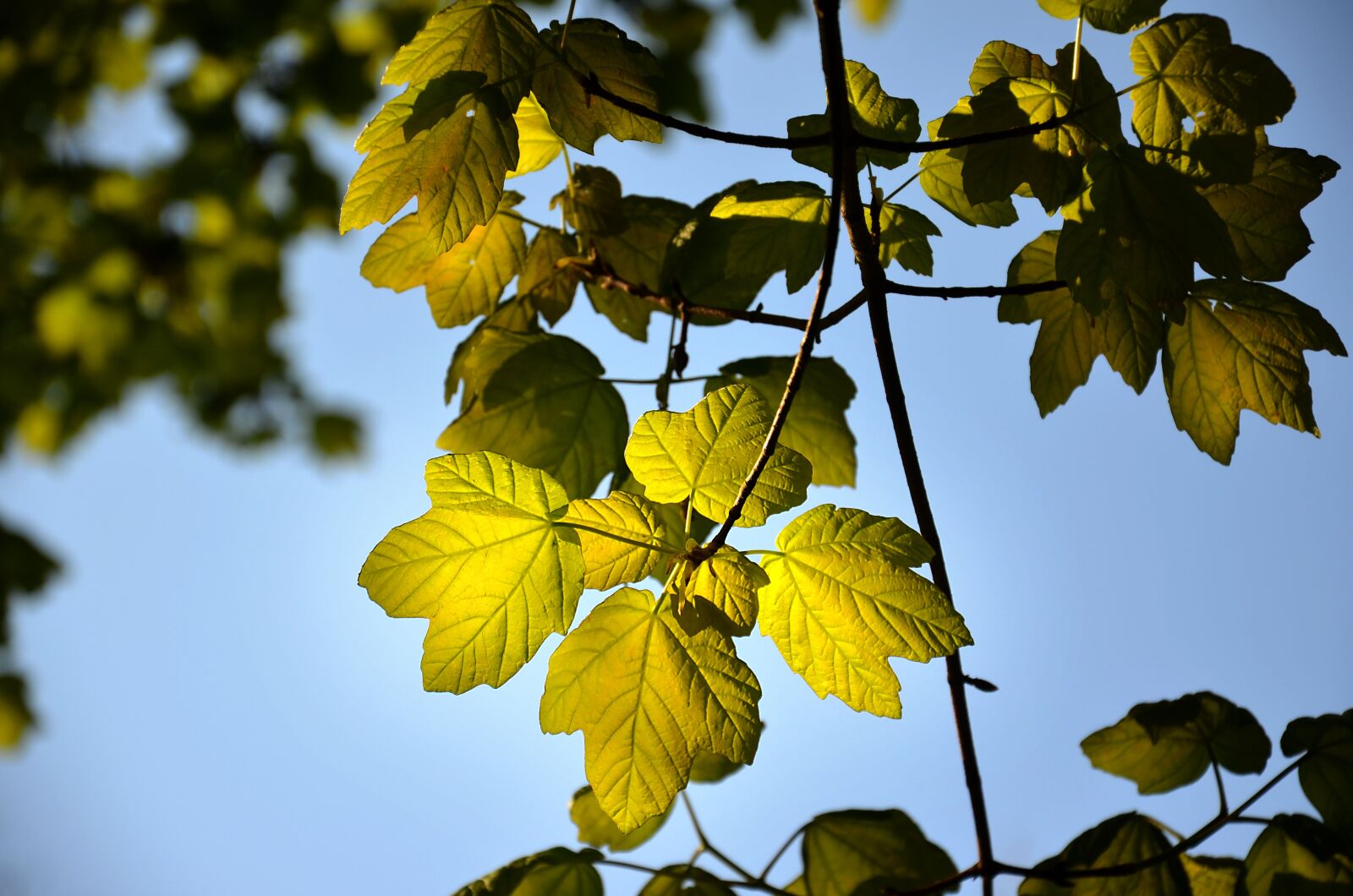 Nikon D5100 sample photo. Leaf, light, nature photography
