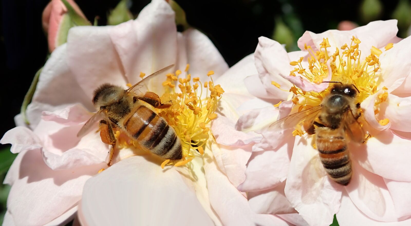 Olympus TG-5 sample photo. Bees, insects, pollen photography
