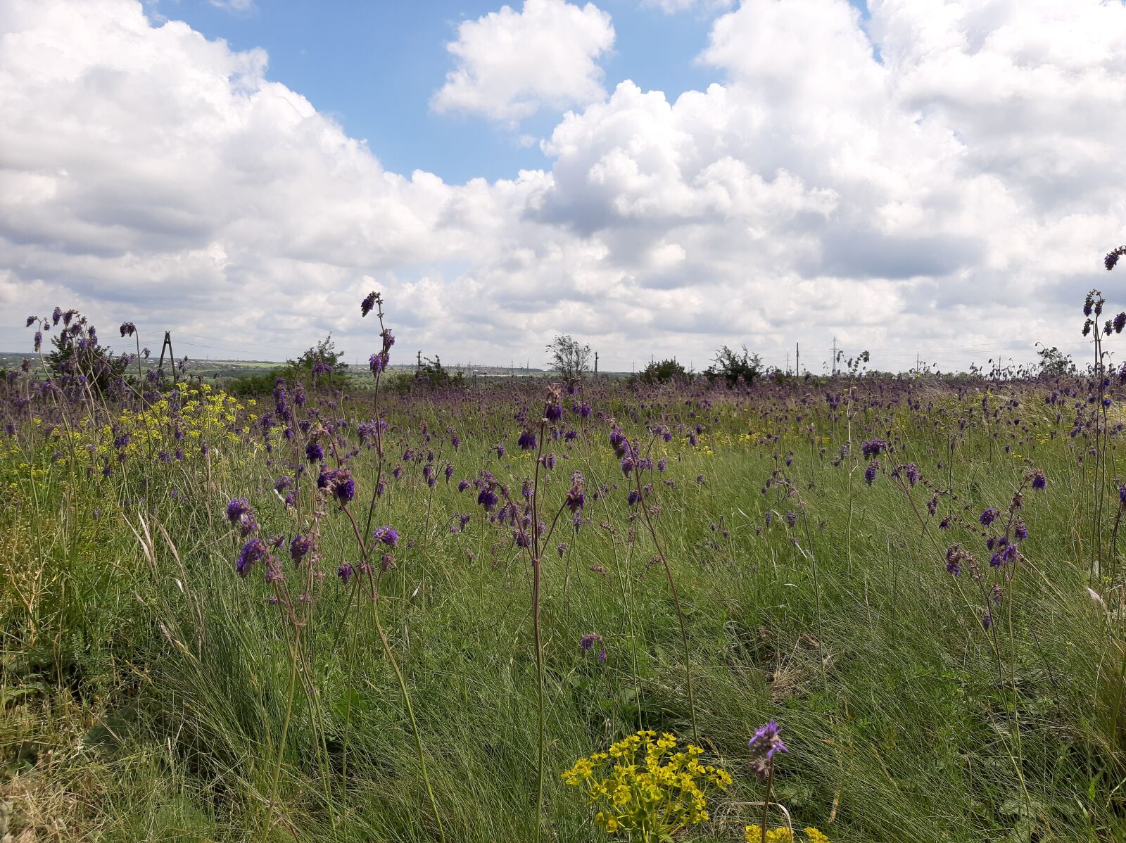 Samsung Galaxy A50 sample photo. Meadow, sage, field photography