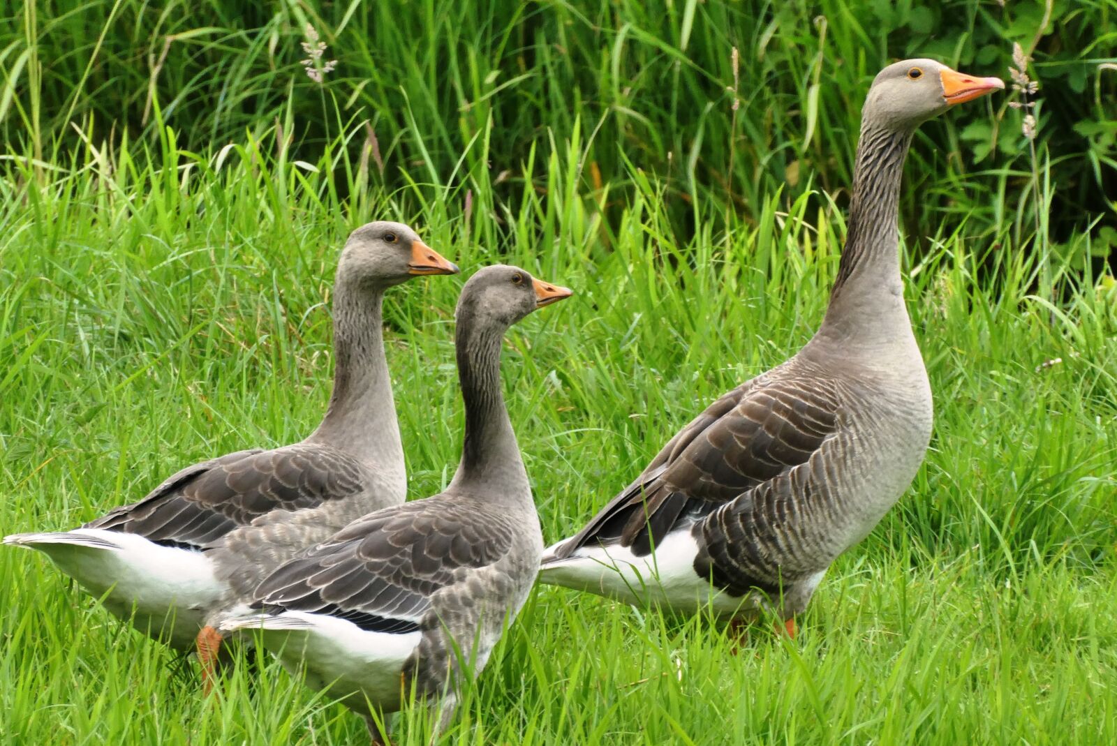 Panasonic Lumix DC-ZS70 (Lumix DC-TZ90) sample photo. Geese, whey, grass photography