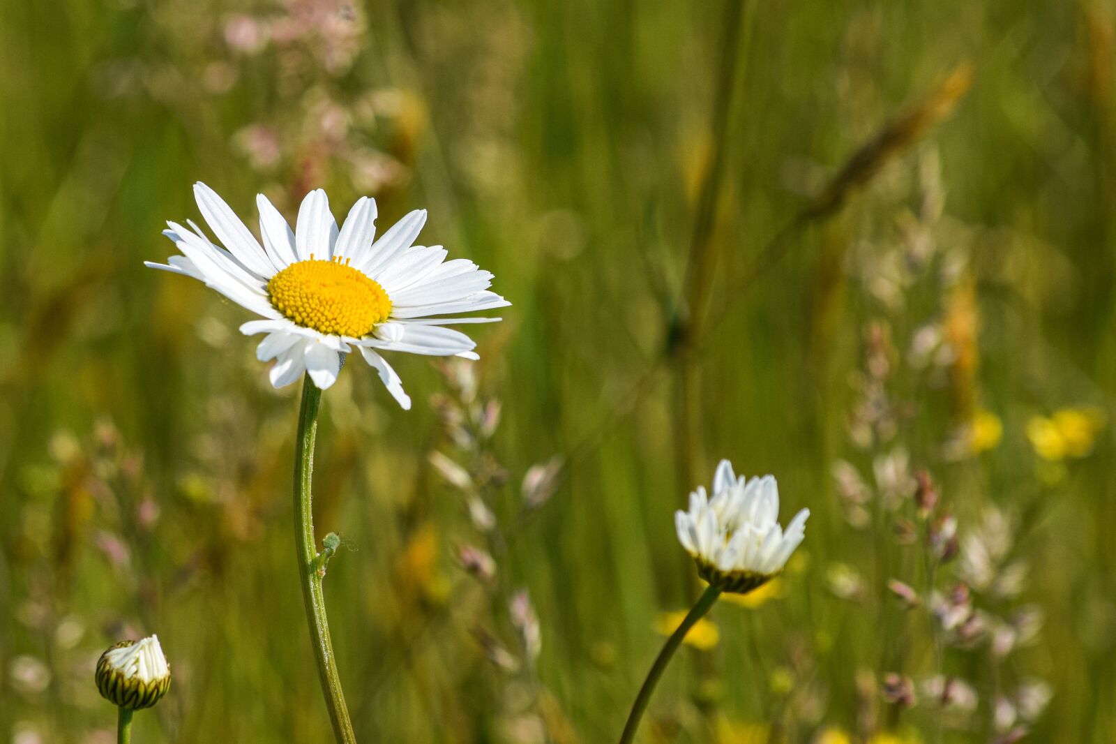 Nikon D5300 sample photo. Flower, nature, grass photography