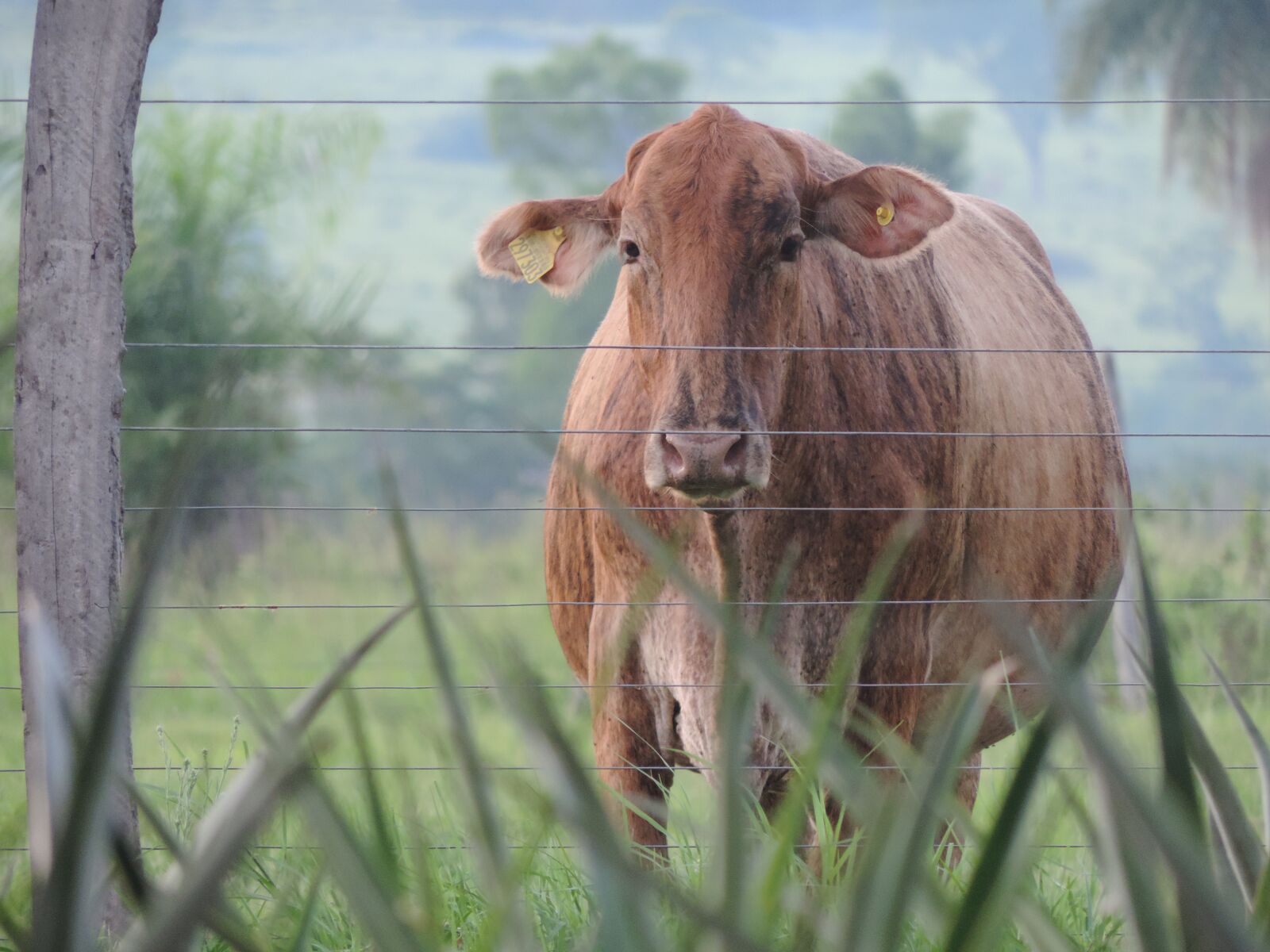 Nikon Coolpix P520 sample photo. Cow, cattle, yellow photography