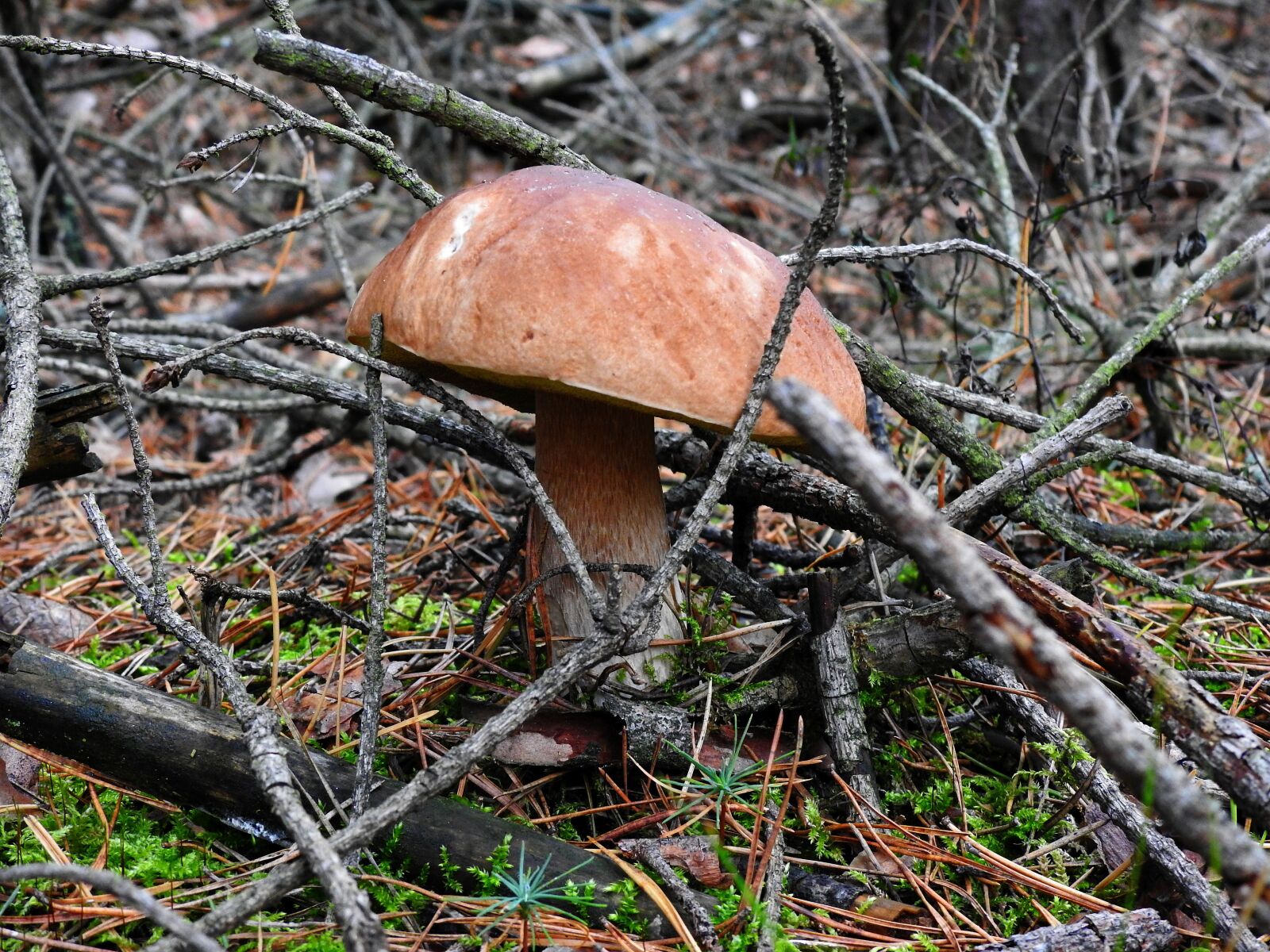 Nikon Coolpix P900 sample photo. Mushroom, boletus, forest photography