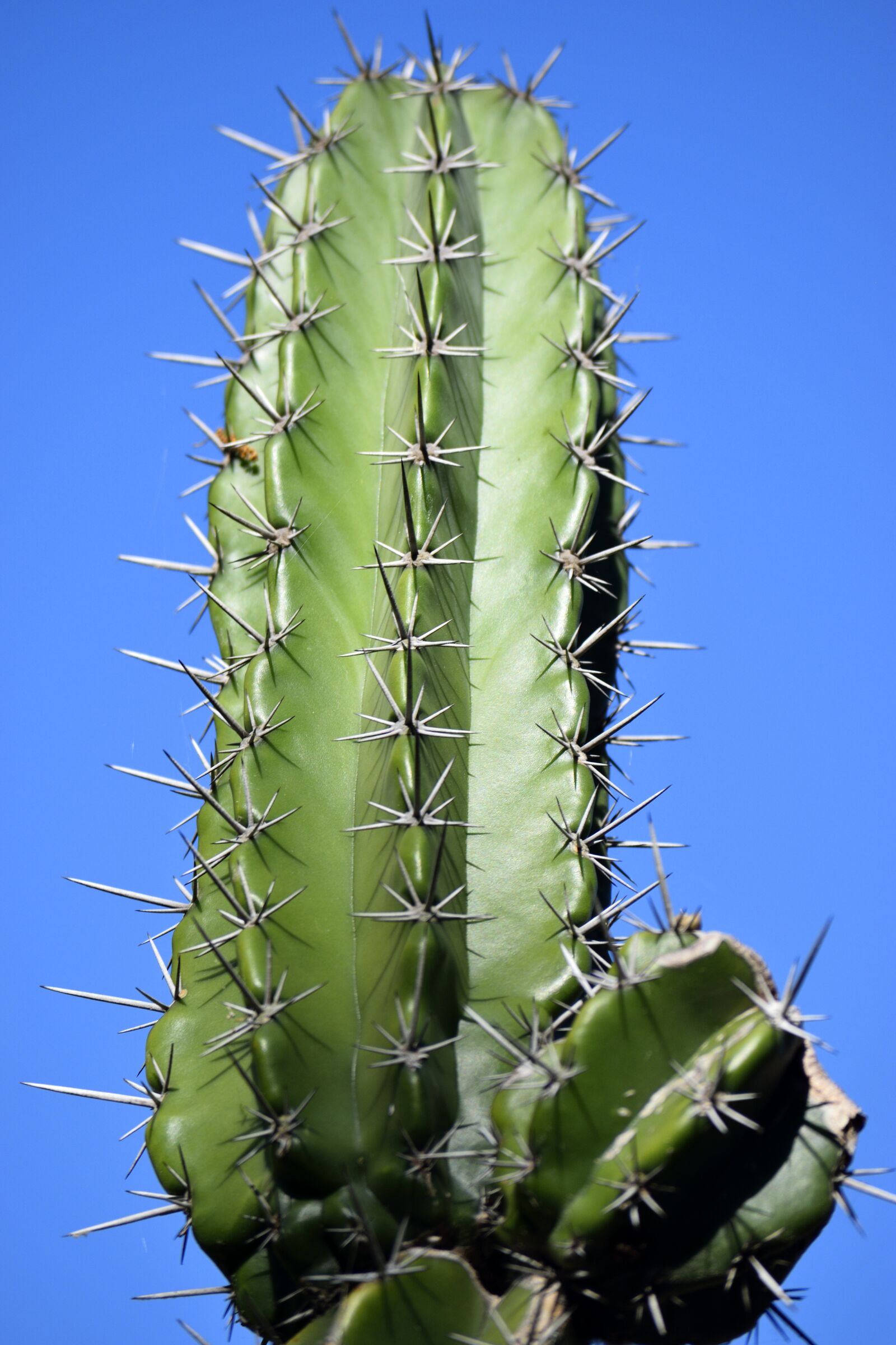 Nikon D3300 sample photo. Cactus, plant, nature photography