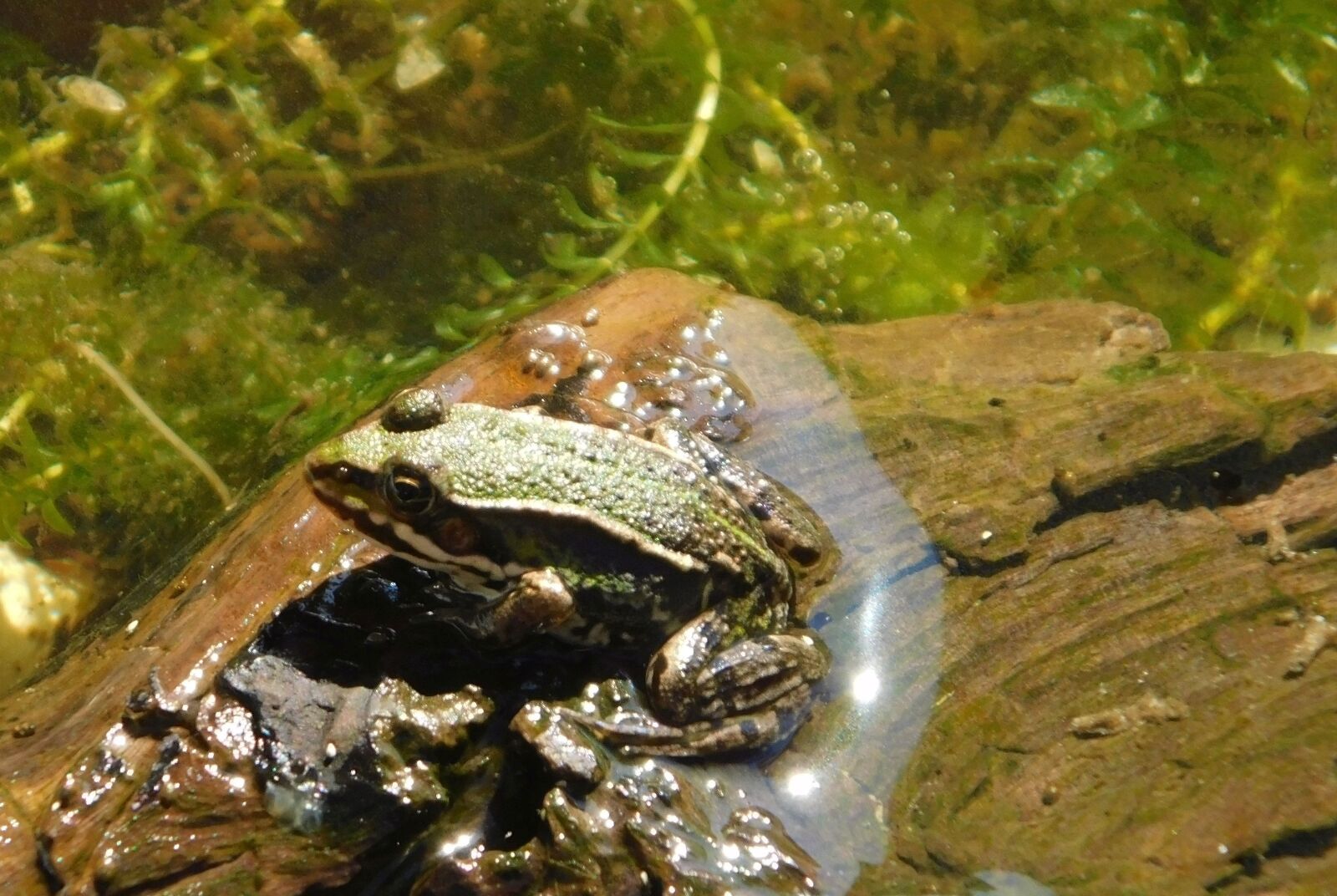 Nikon Coolpix B500 sample photo. Frog, frosch, biotop photography