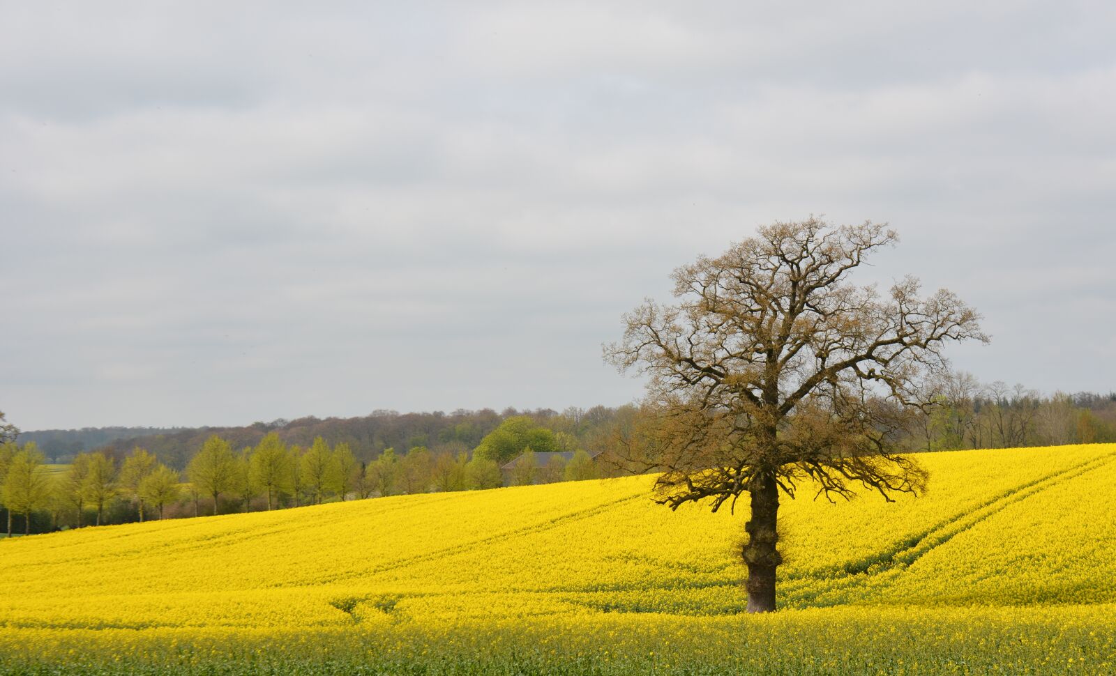 Nikon D7100 sample photo. Nature, oilseed rape, landscape photography