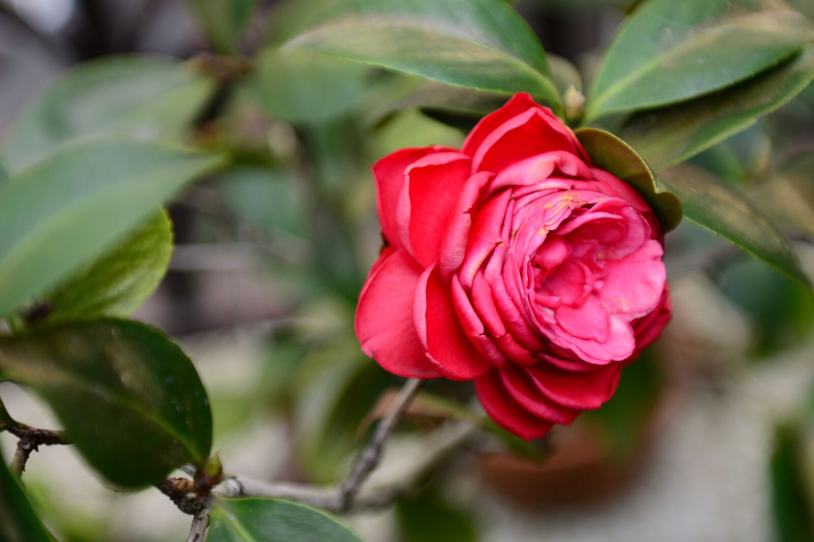 Nikon D610 sample photo. Leaf, nature, flower photography