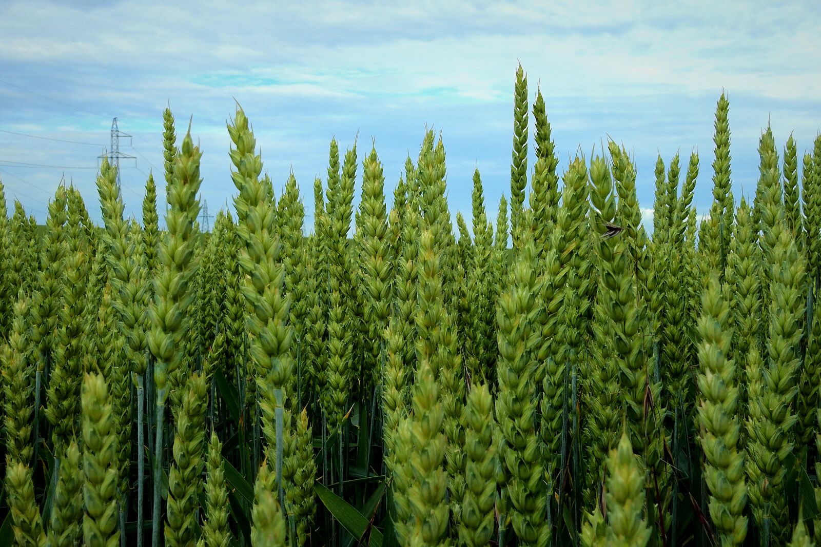 Nikon Coolpix P900 sample photo. Wheat, corn, agriculture photography