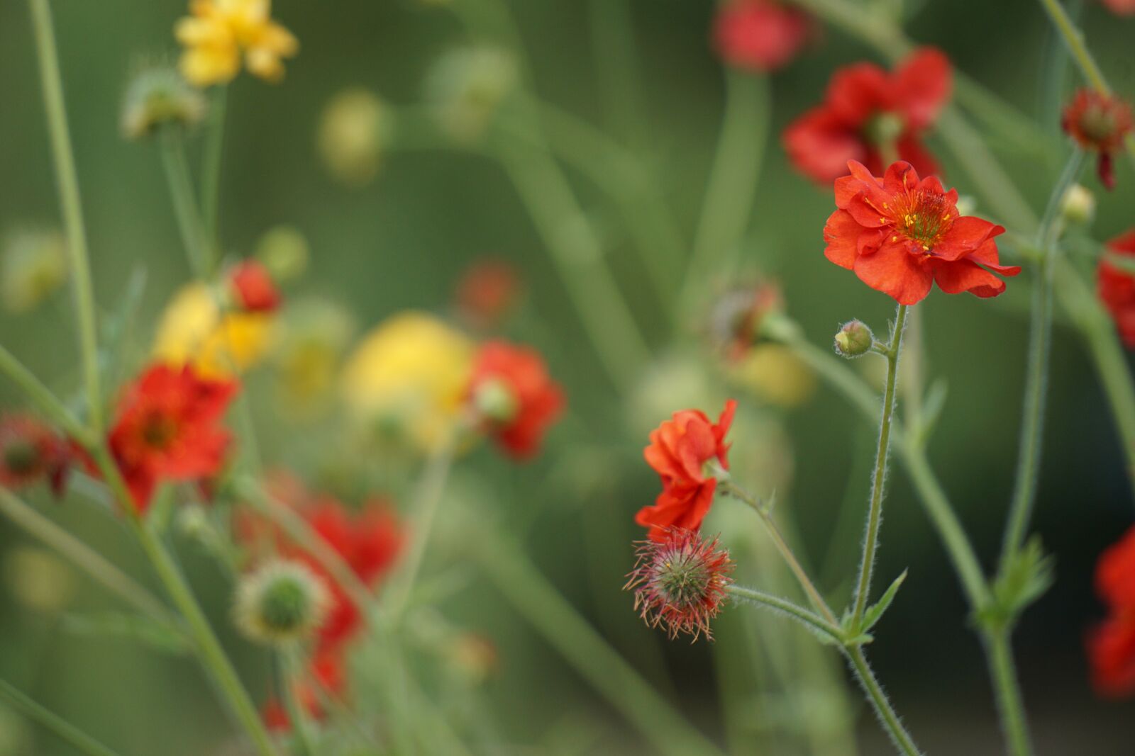 Sony a6000 sample photo. Poppy, buttercup, bokeh photography