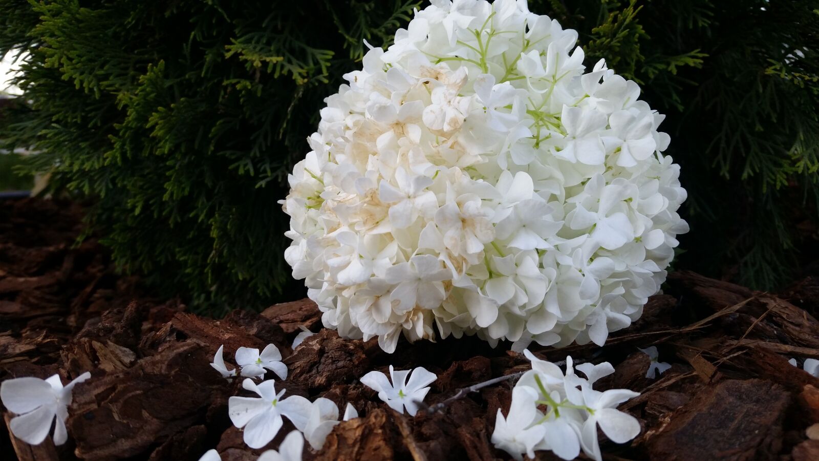Samsung Galaxy S5 sample photo. Flower, white, bark photography