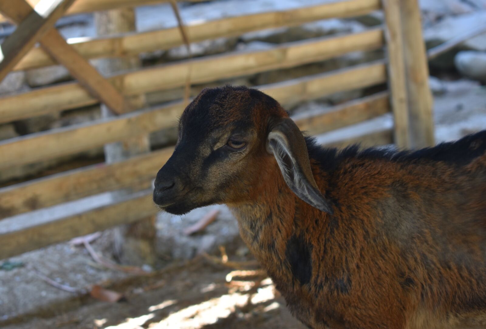 Nikon D3400 sample photo. Goat, animal, farm photography