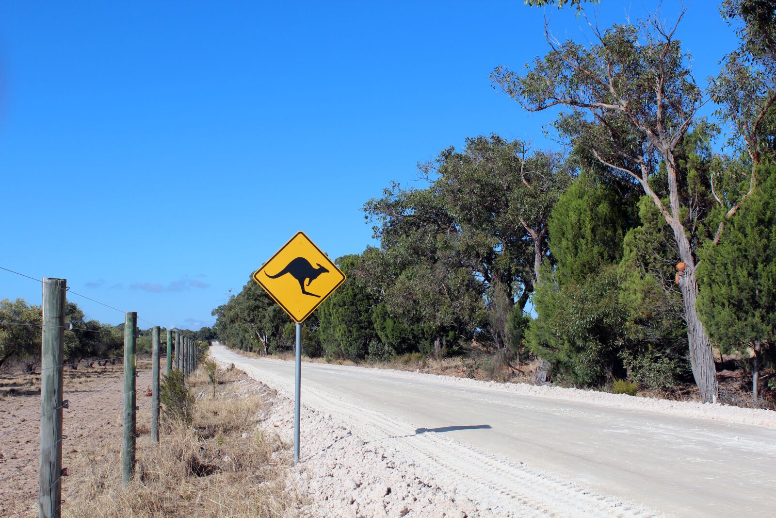 Canon EOS 600D (Rebel EOS T3i / EOS Kiss X5) sample photo. Australia, kangaroo, road photography