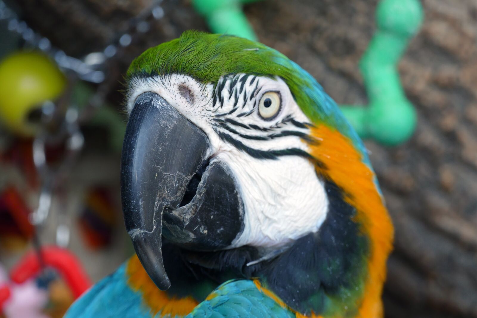 Panasonic Lumix DMC-FZ1000 sample photo. Parrot, animal, nature photography