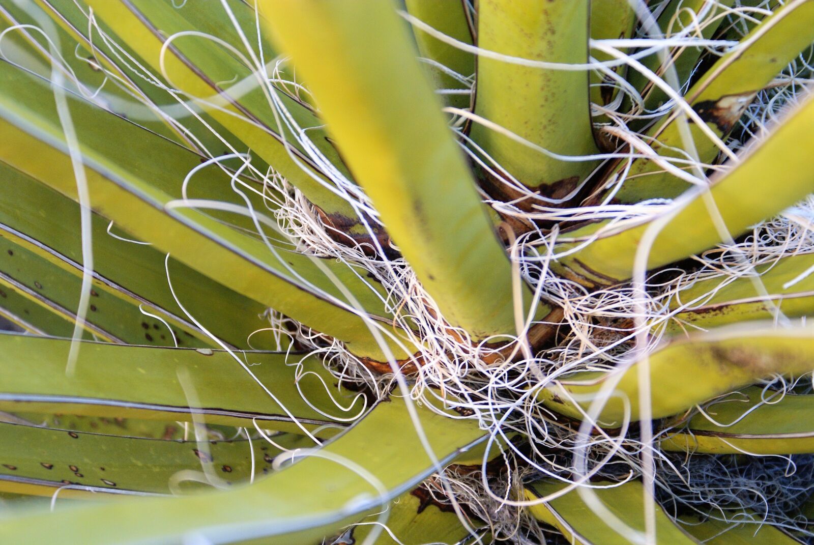 Sony Alpha DSLR-A100 sample photo. Close up, green, plant photography