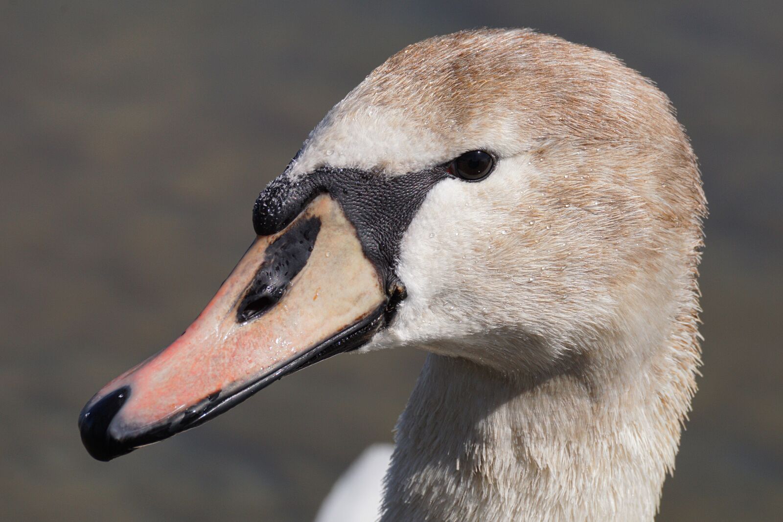 Sony DT 55-300mm F4.5-5.6 SAM sample photo. Swan, young animal, bird photography