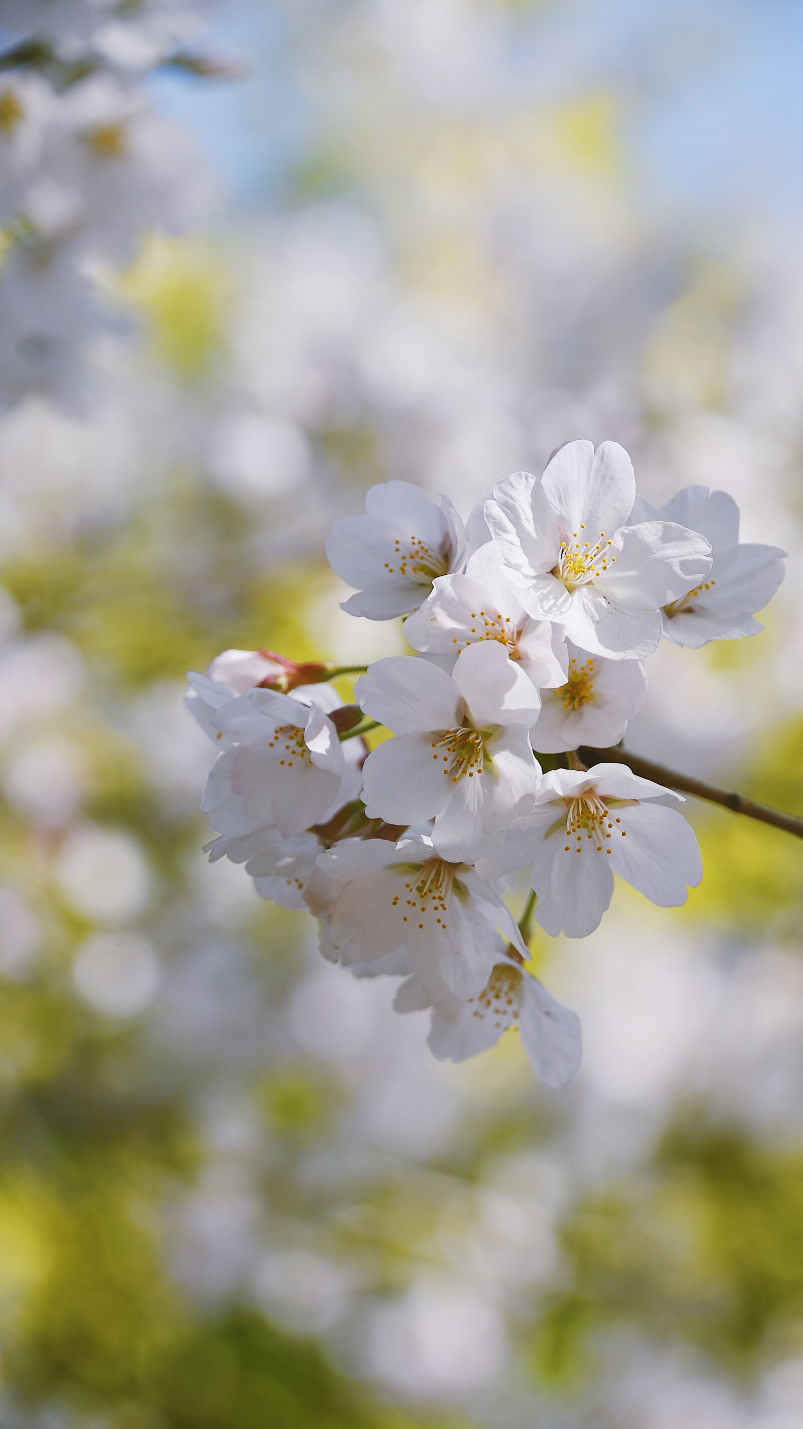 Nikon D7200 sample photo. Cherry blossom, petal, spring photography