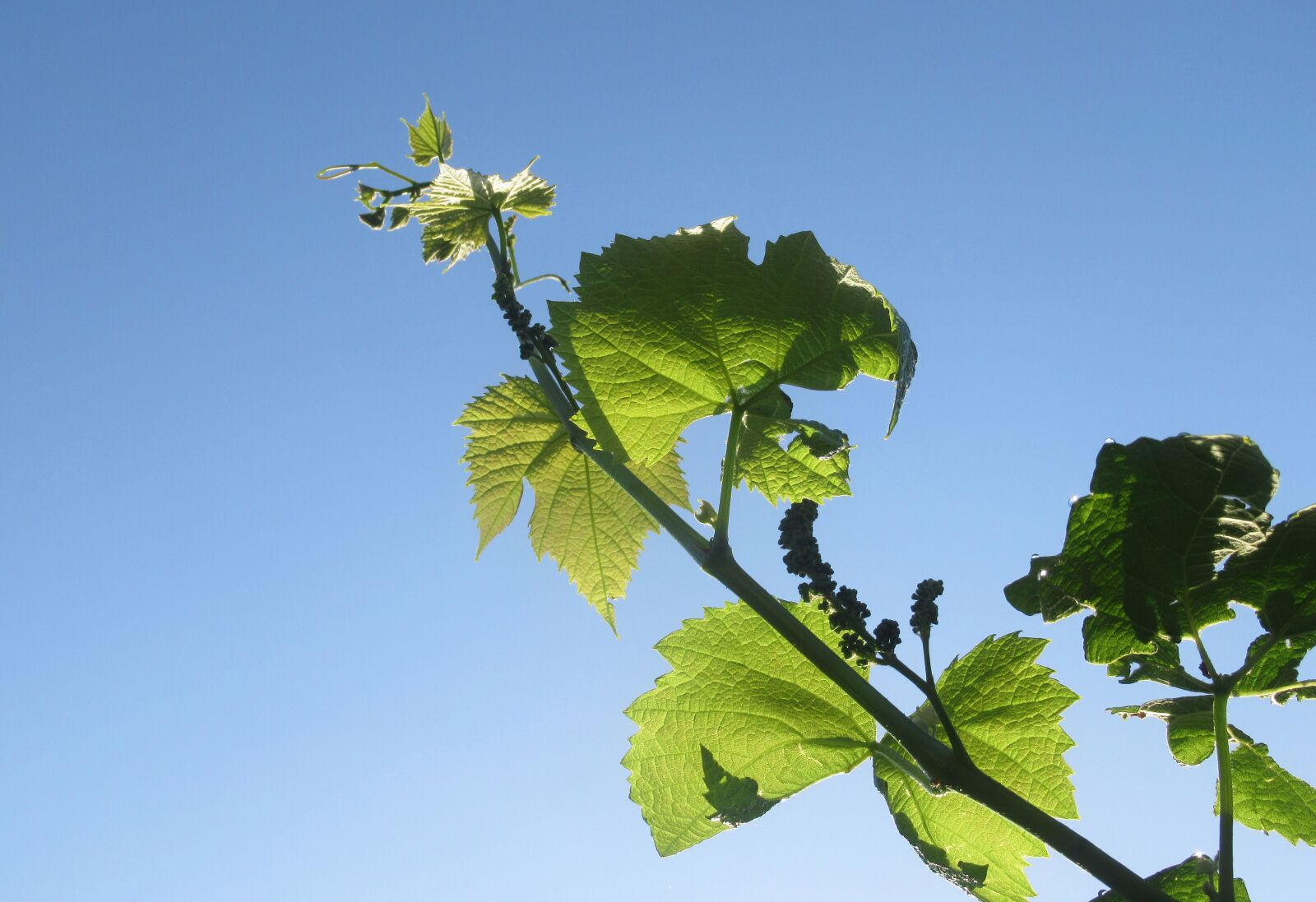 Canon PowerShot SX620 HS sample photo. Grape, foliage, nature photography