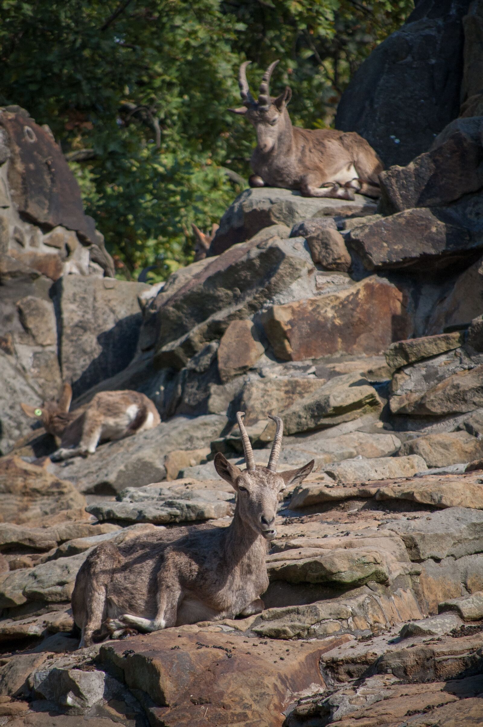 Nikon D40 sample photo. Goat, rock, horns photography