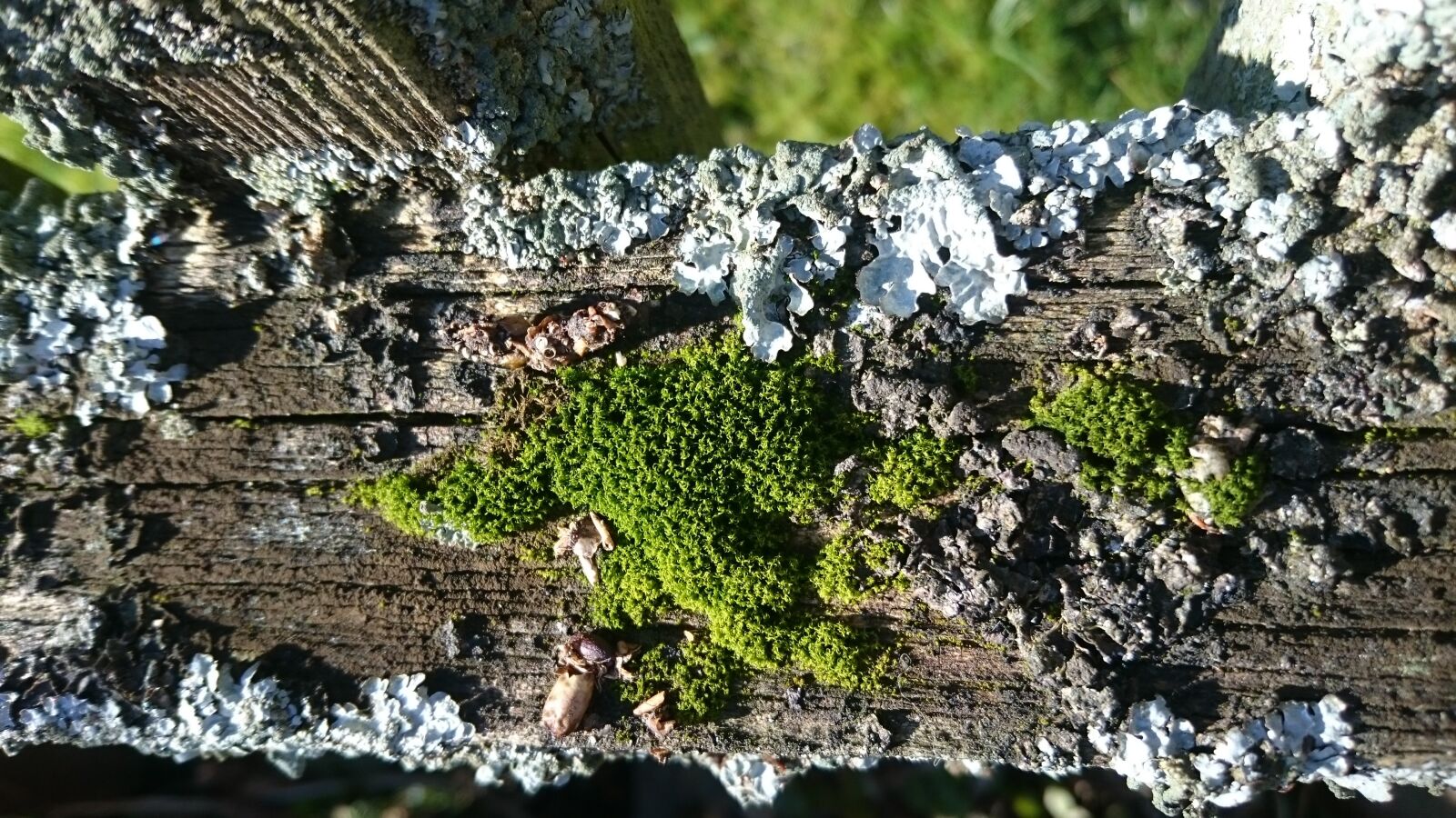 Sony Xperia Z3 sample photo. Moss, macro, nature photography