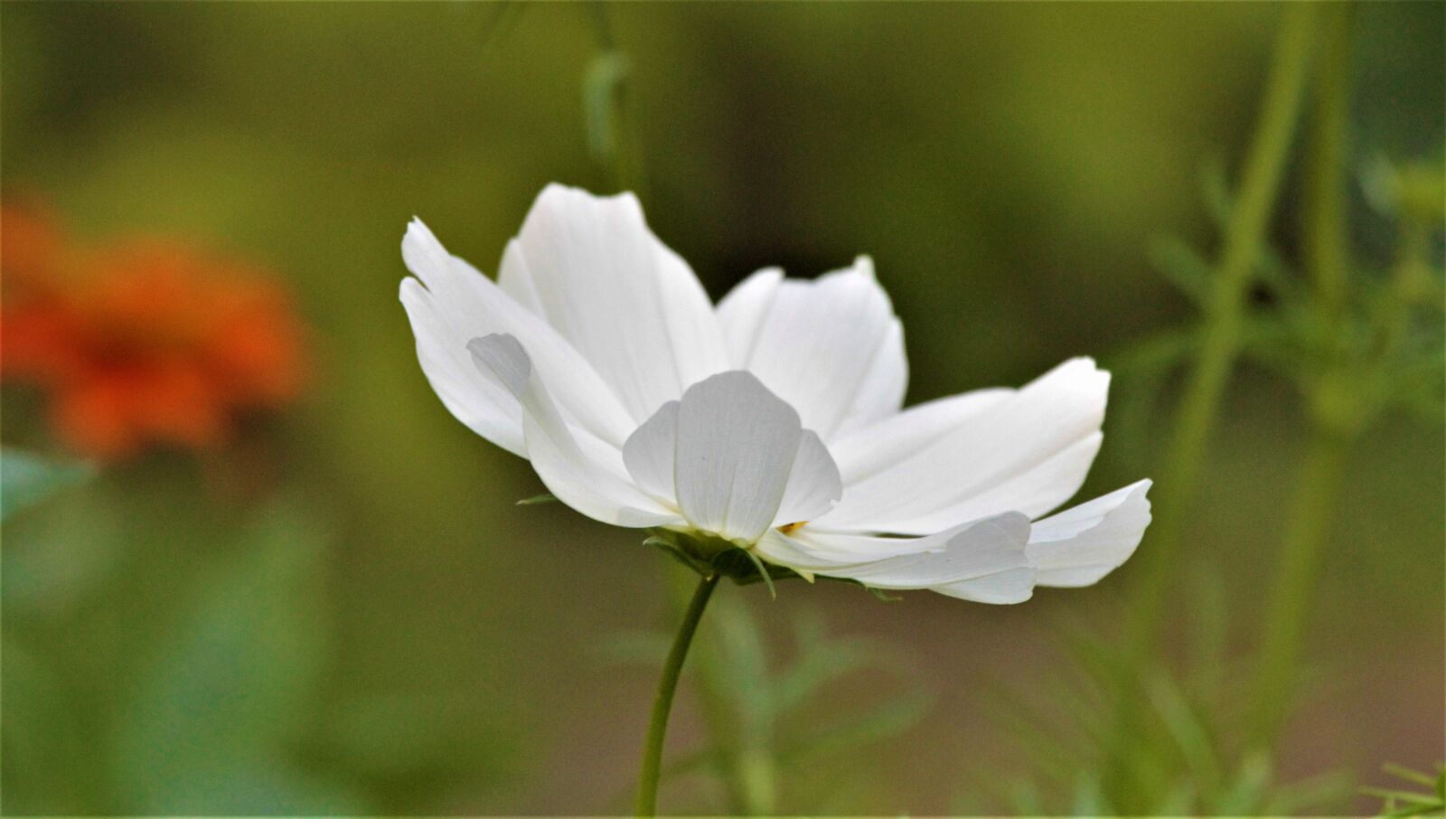 Canon EF 100-400mm F4.5-5.6L IS USM sample photo. Flower, anemone, white photography
