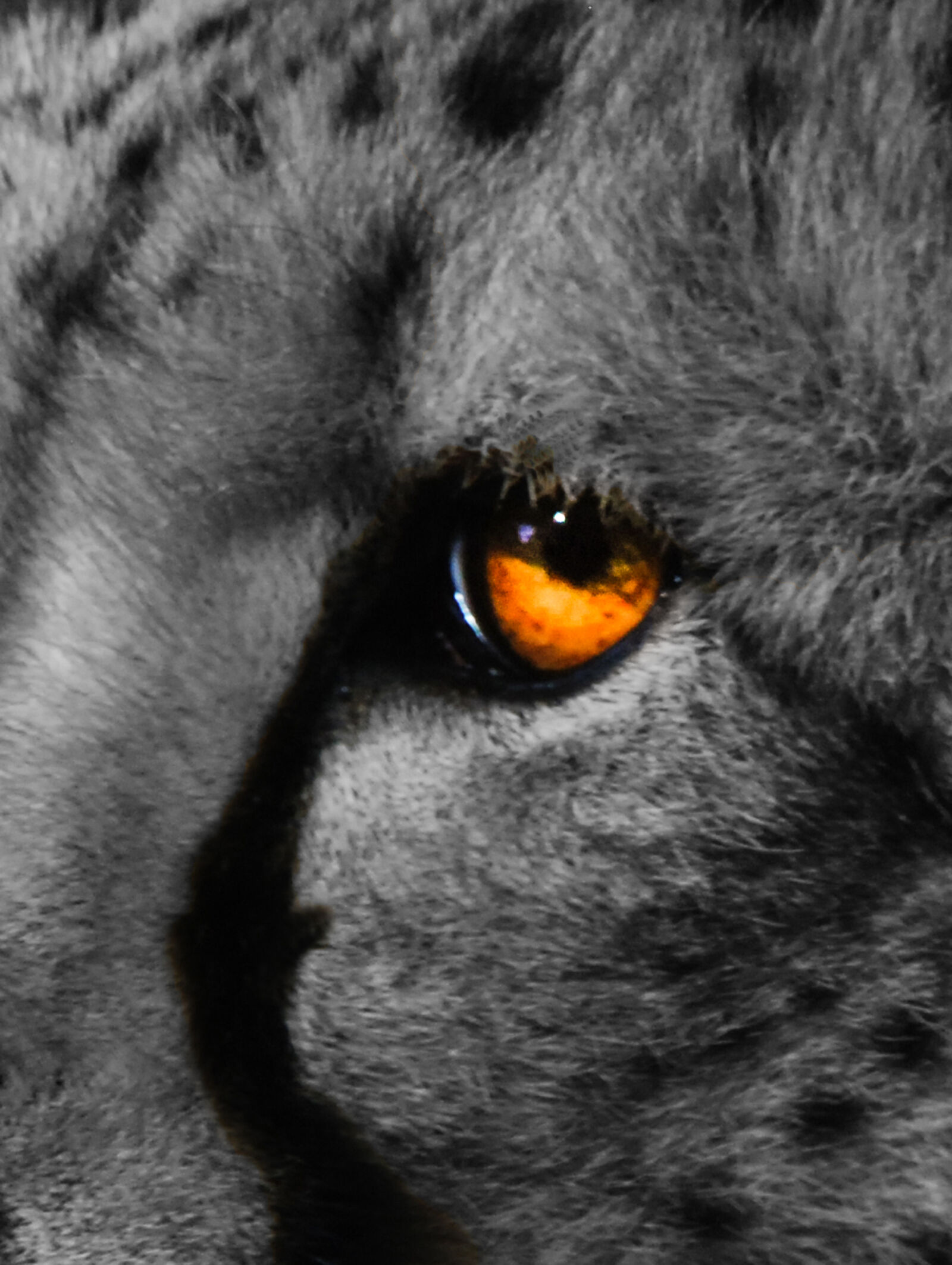 Nikon D80 sample photo. Cheetah, eye, wild, animal photography