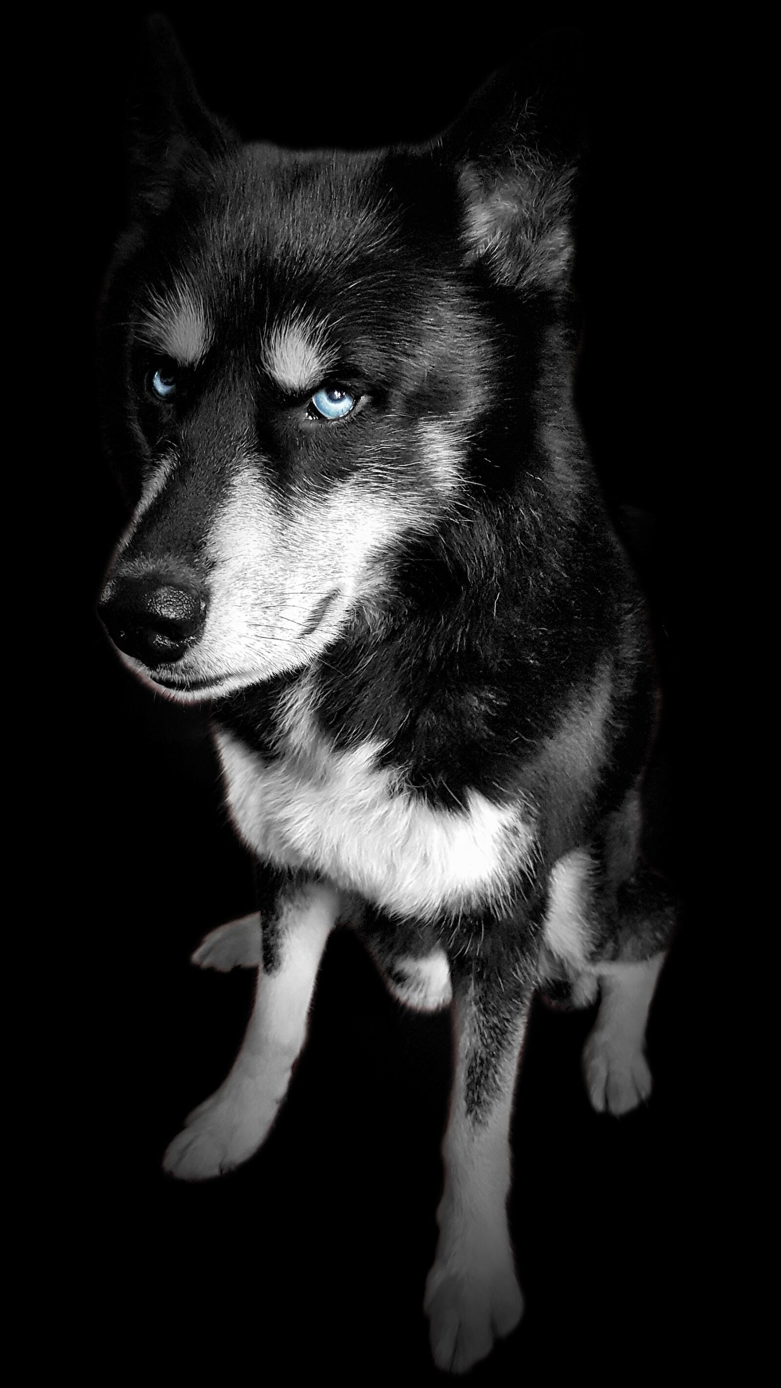 Samsung Galaxy S7 Edge sample photo. Husky, dog, wolf photography