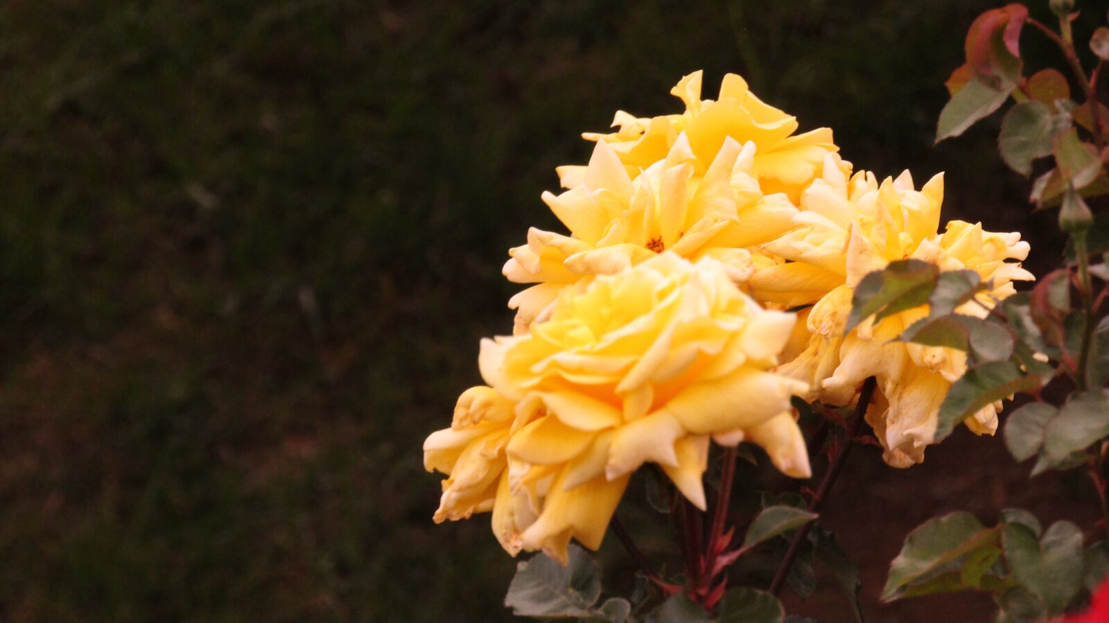 Canon PowerShot SX410 IS sample photo