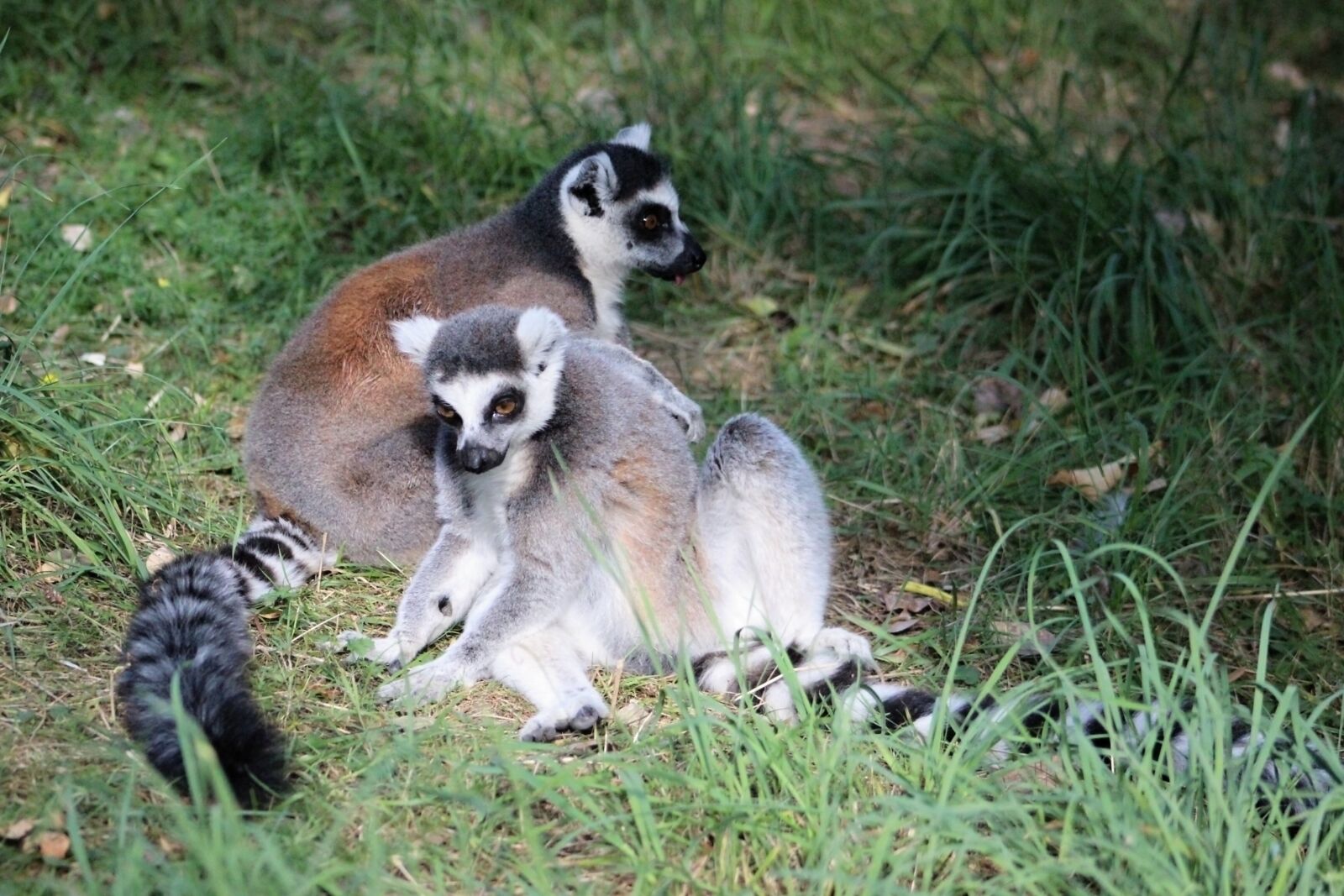 Canon EOS 600D (Rebel EOS T3i / EOS Kiss X5) sample photo. Lemur, animal, nature photography