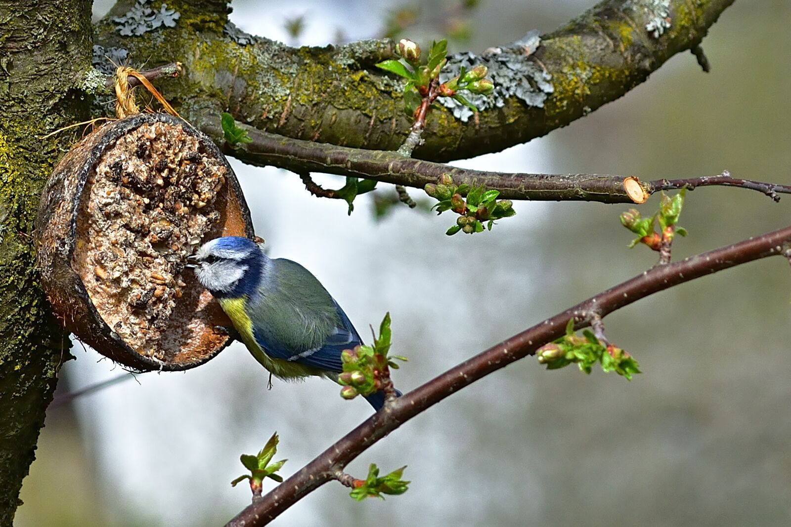 Nikon D5200 sample photo. Nature, garden, blue tit photography