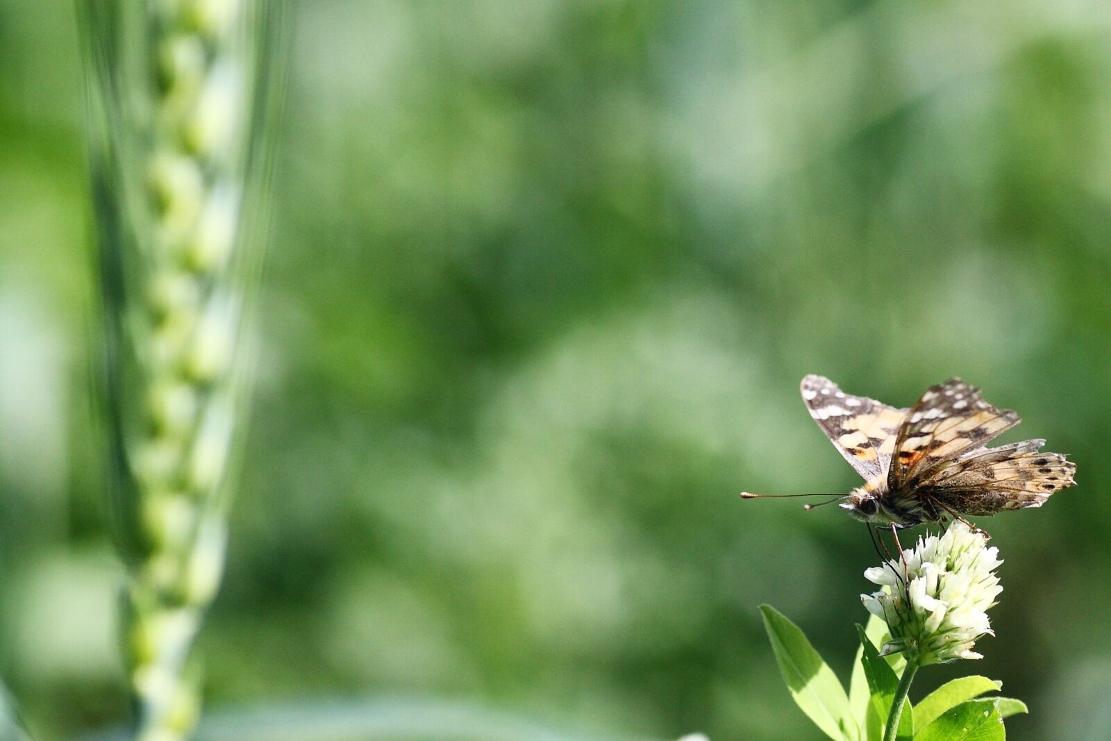 Canon EOS 40D sample photo. Nature, outdoors, leaf photography