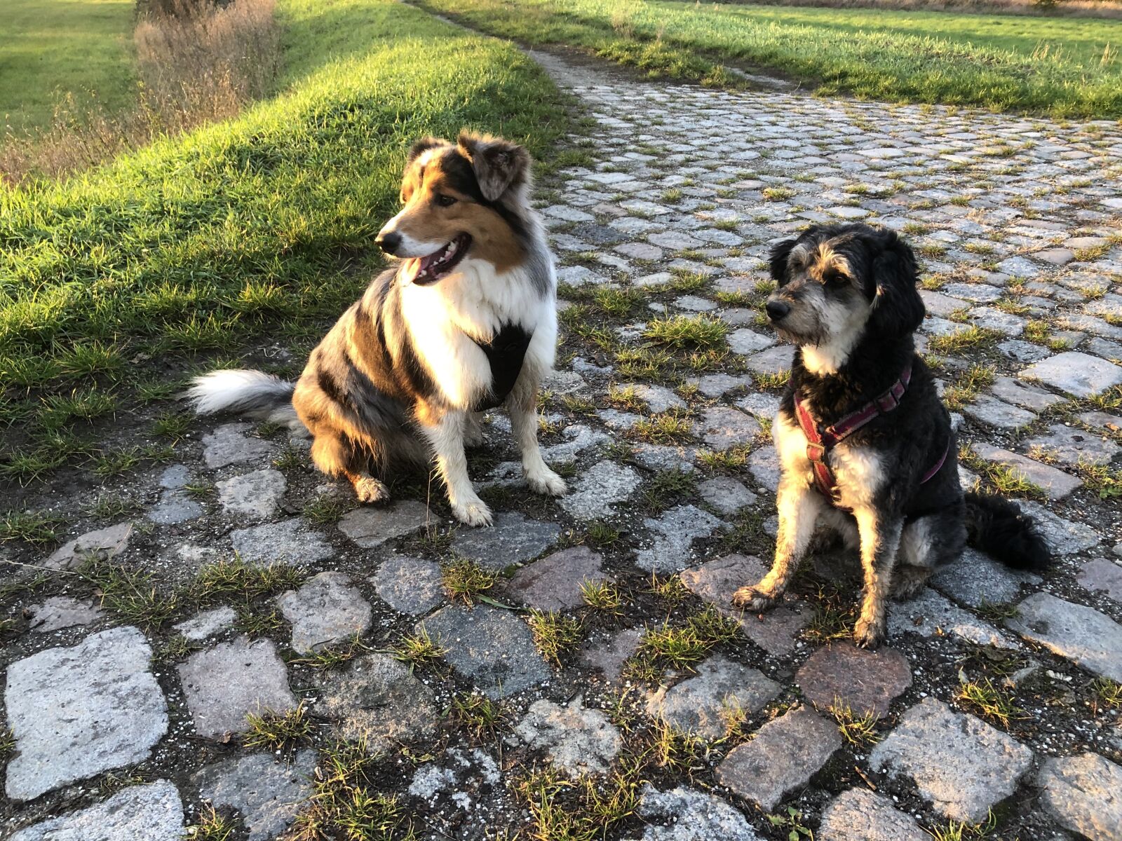 Apple iPhone 8 sample photo. Dogs, evening sun, patch photography