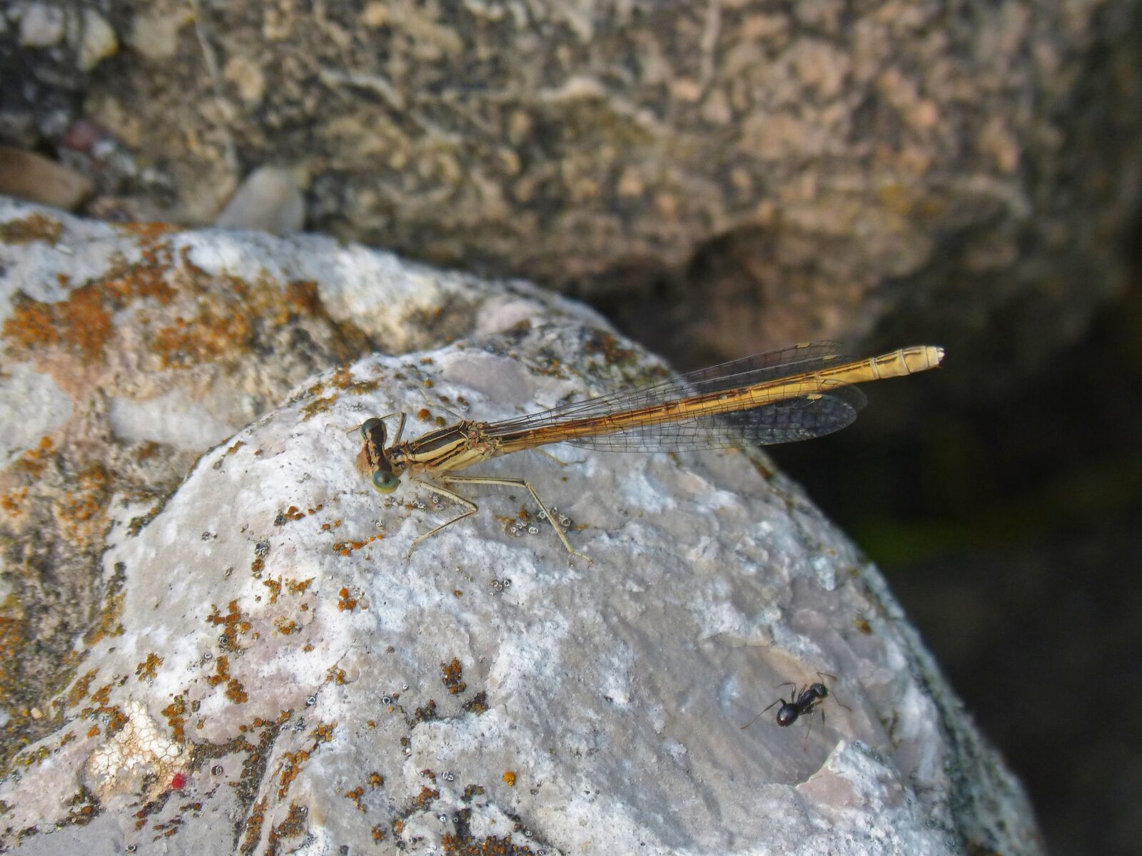 Panasonic DMC-FZ62 sample photo. Platycnemis latipes, dragonfly, damselfly photography