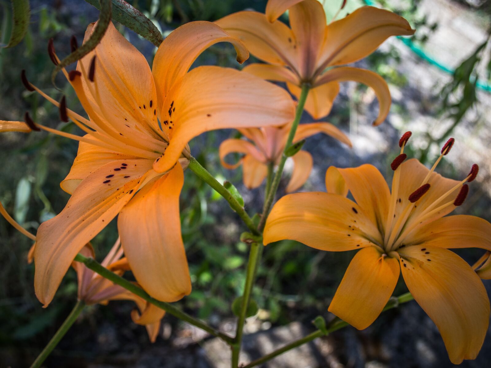 Nikon D3100 sample photo. Flower, orange, flora photography