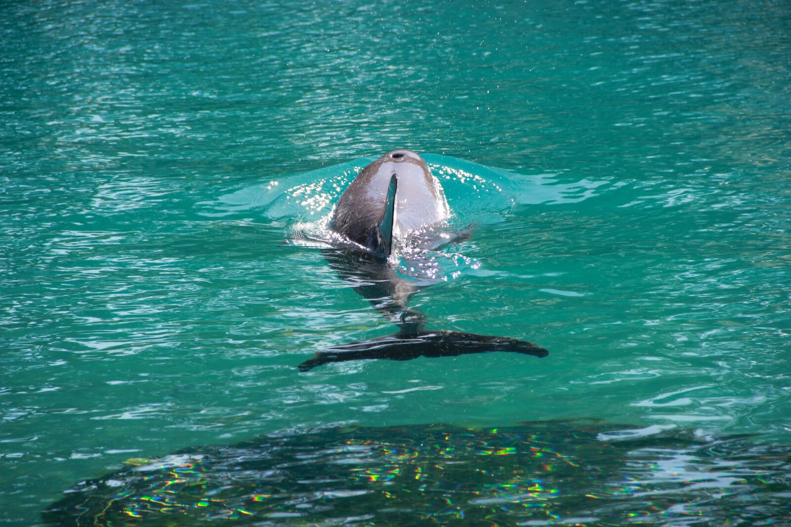 Canon EOS 550D (EOS Rebel T2i / EOS Kiss X4) sample photo. Dolphin, tale, fish photography