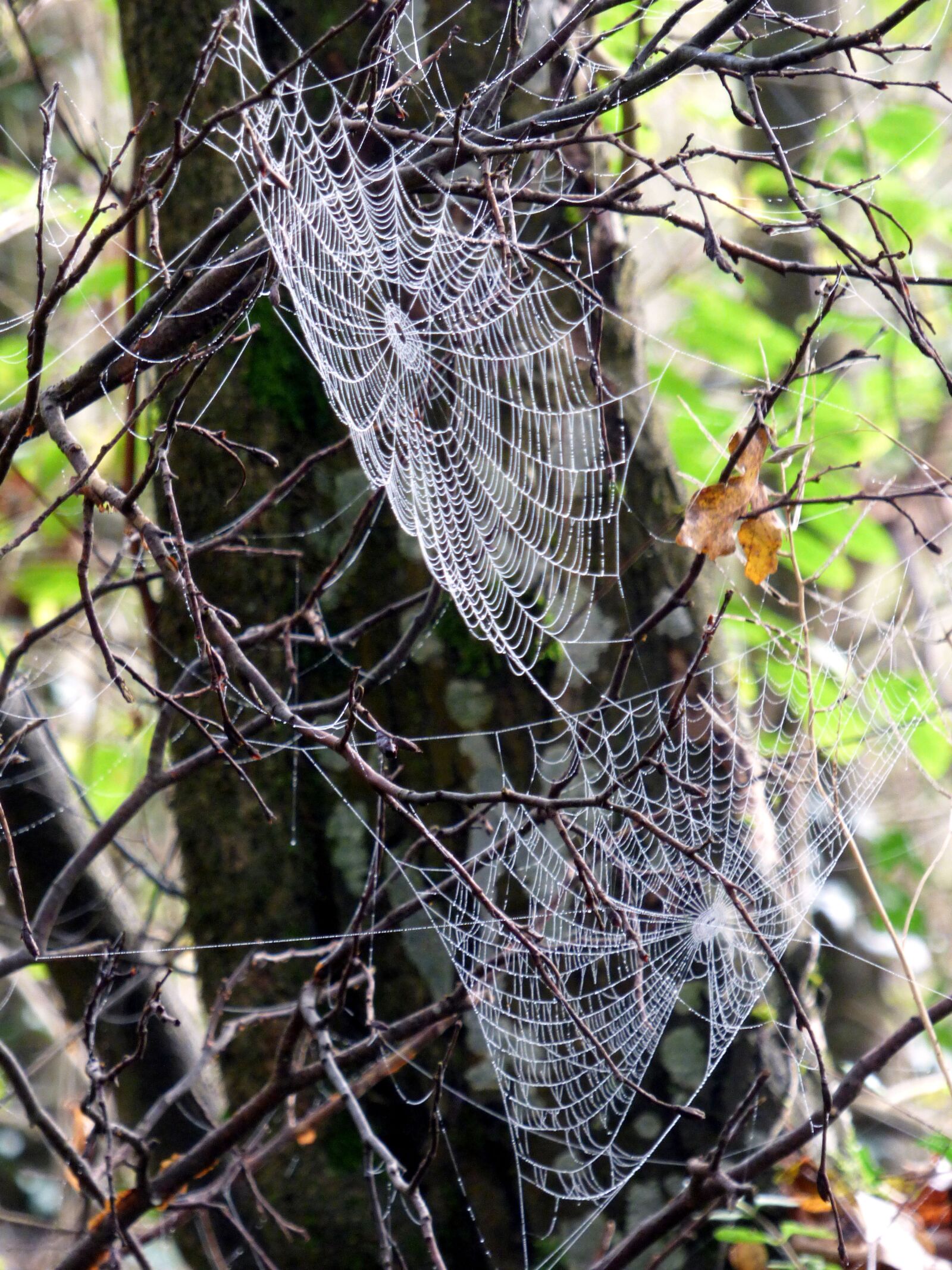 Panasonic DMC-FZ72 sample photo. Spider, canvas, trap photography