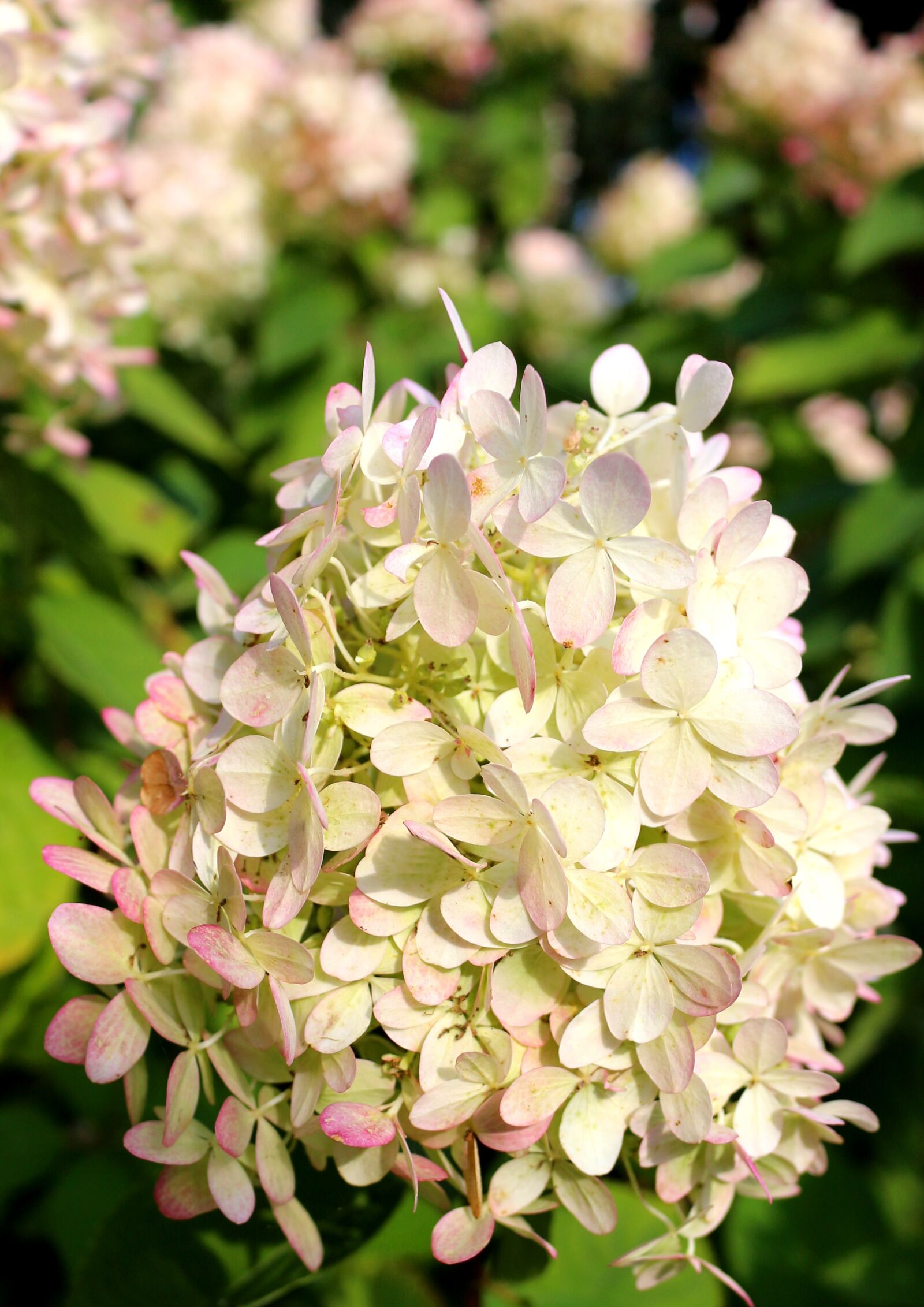 Canon EOS 700D (EOS Rebel T5i / EOS Kiss X7i) sample photo. White-pink flowers, romantic, dusky photography