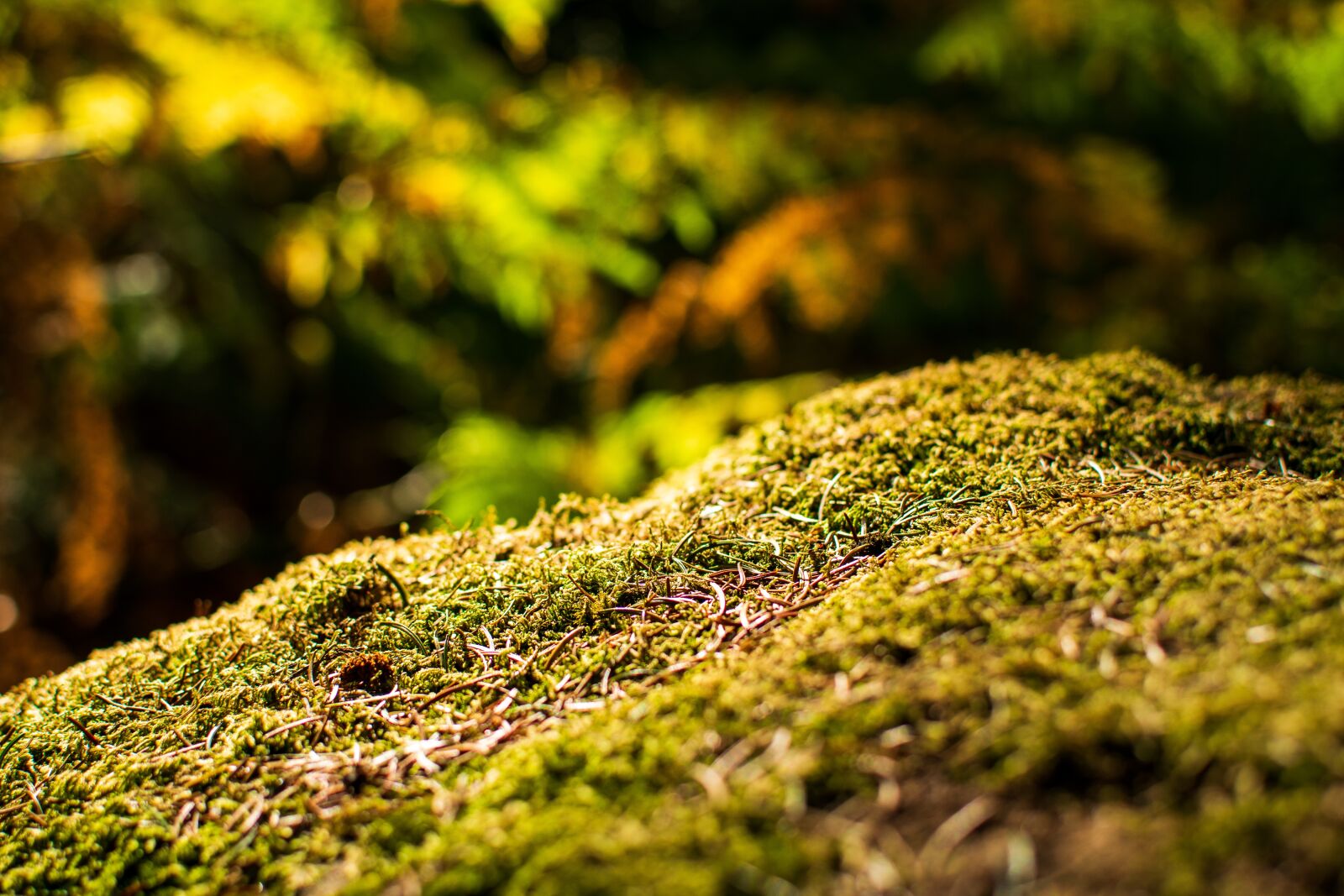 Nikon D3300 sample photo. Thicket, landscape, summer photography