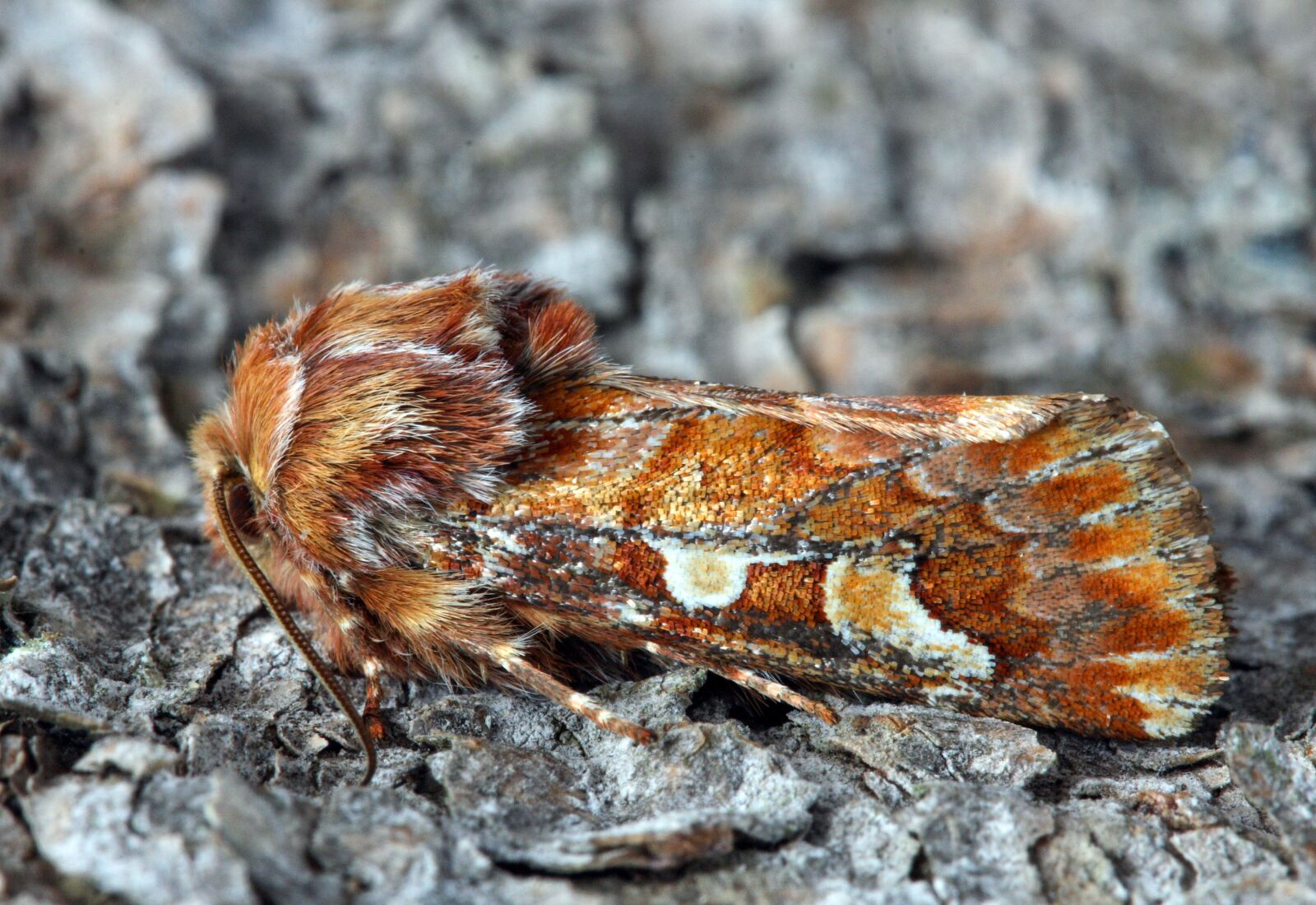 Canon EOS 400D (EOS Digital Rebel XTi / EOS Kiss Digital X) sample photo. Pine-beauty, moth, pattern photography
