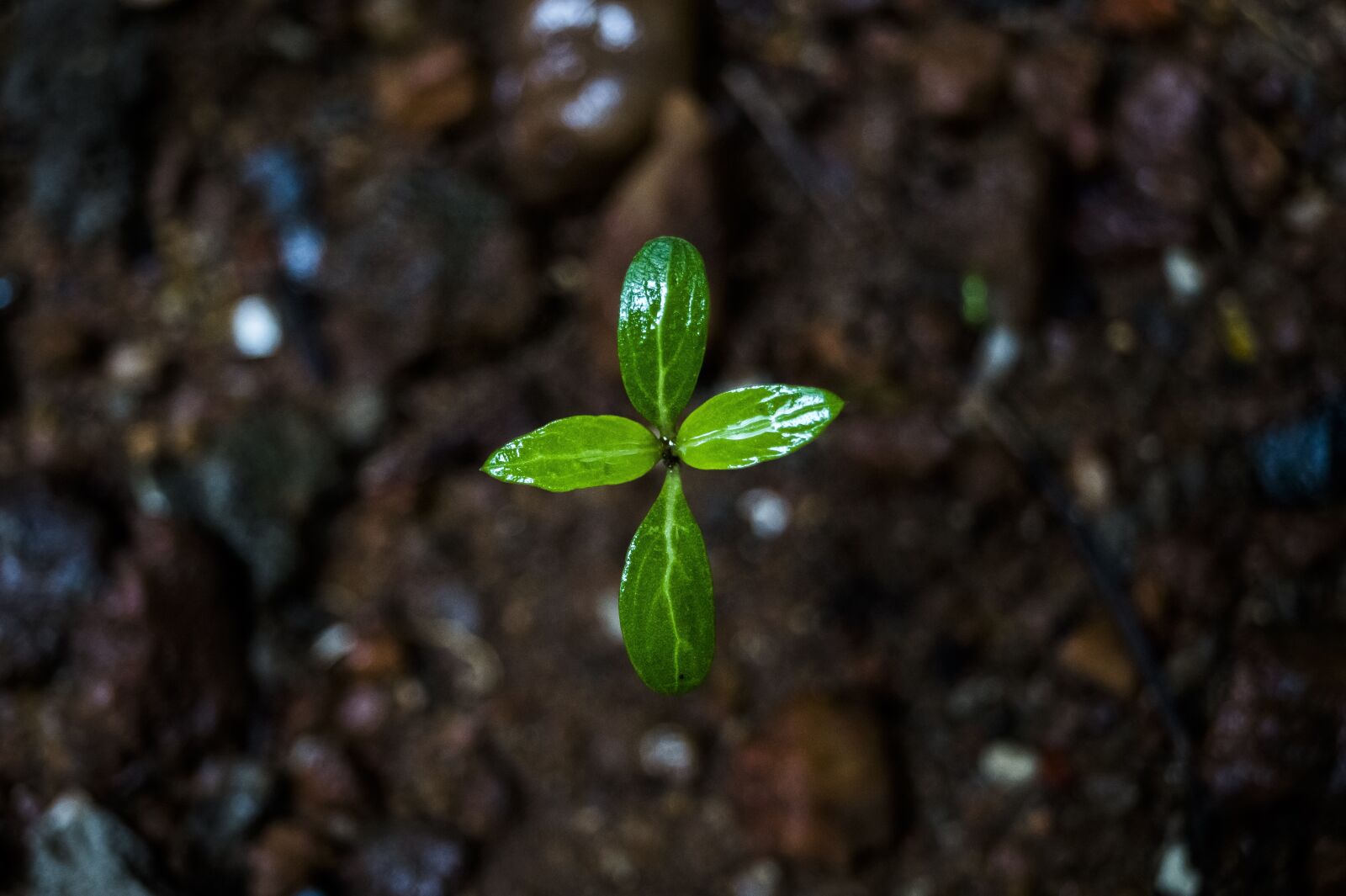 Sony DT 18-55mm F3.5-5.6 SAM II sample photo. Plant, small, tiny photography