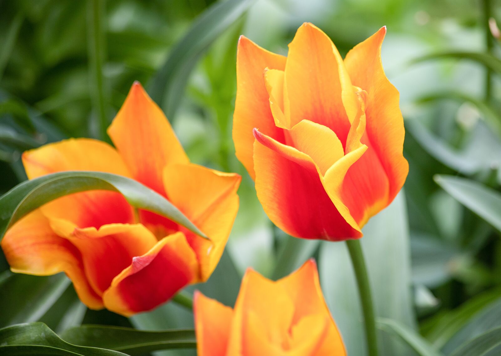 Canon EOS 6D Mark II sample photo. Tulip, flower, plant photography