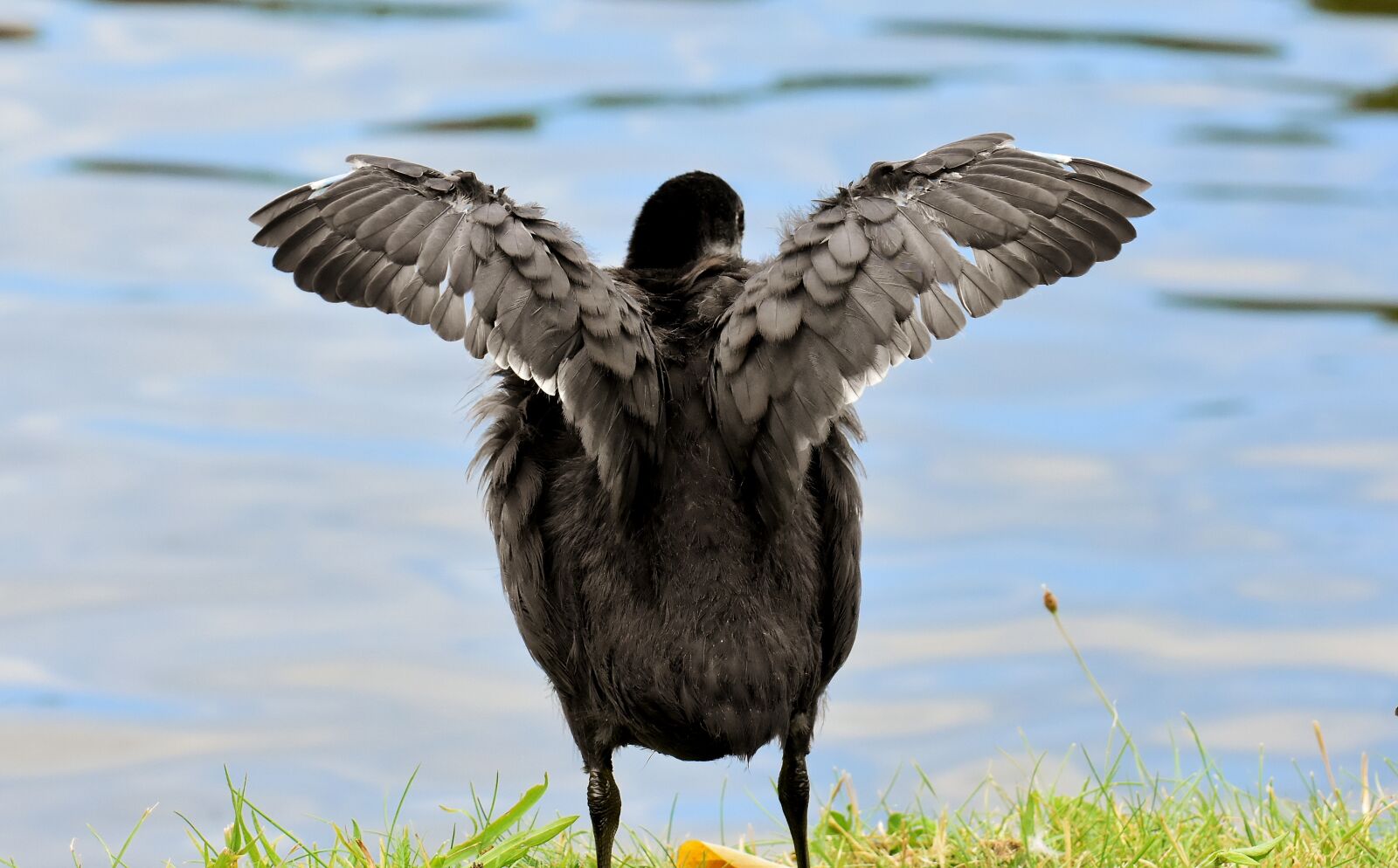 Nikon D7200 sample photo. Coot, chicks, wing photography