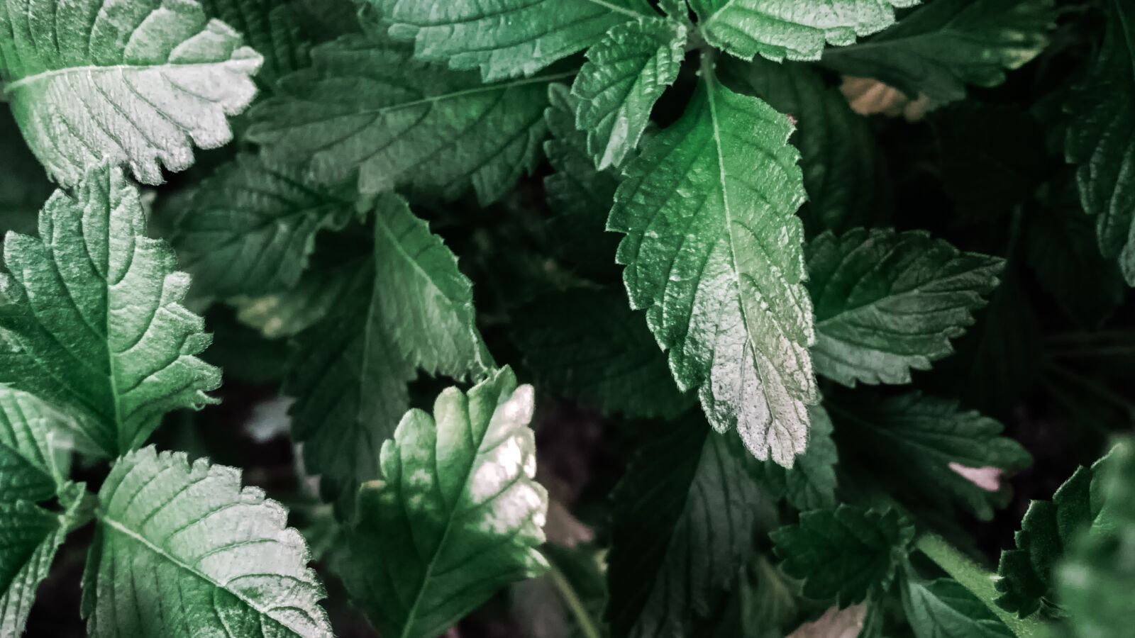 BlackBerry Z10 sample photo. Green, plants, leaves photography