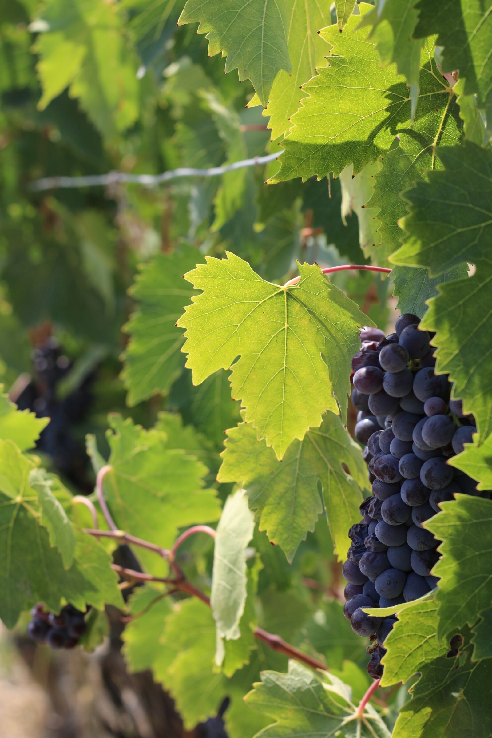 Canon EOS 70D + Canon EF 50mm F1.8 STM sample photo. Grapes, grapevine, vineyard photography