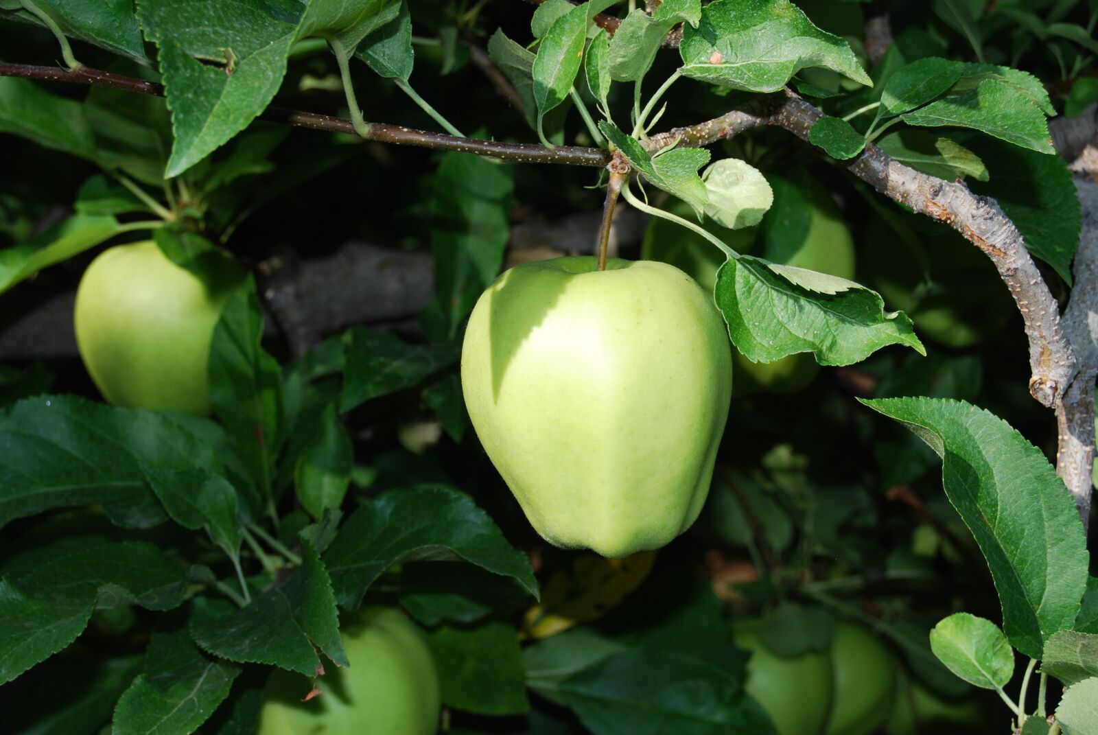 Nikon D40X sample photo. Apples, trees, agriculture photography