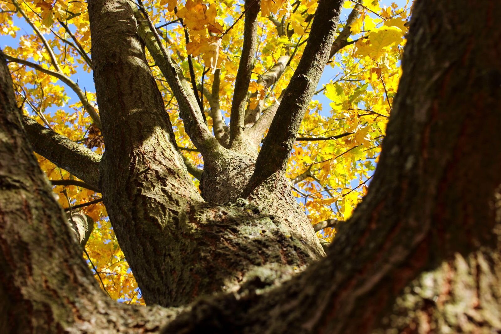 Canon EF-S 24mm F2.8 STM sample photo. Tree, autumn, autumn colours photography